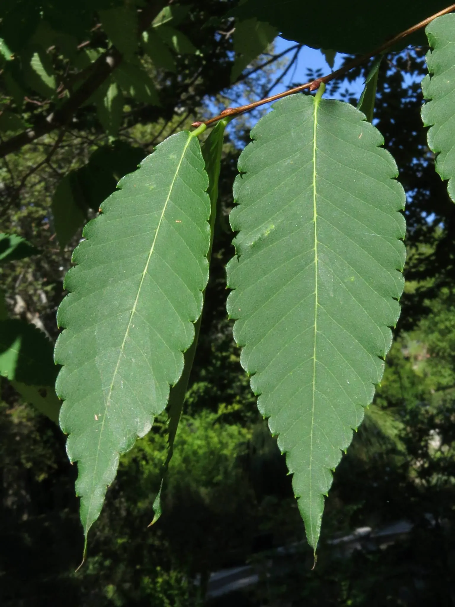 Sawleaf Zelkova (Zelkova Serrata) — maturing to dark green in summer and transitioning to a brilliant palette of reds