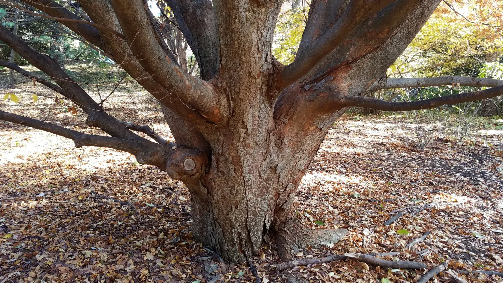 Sawleaf Zelkova (Zelkova Serrata) — Its serrated leaves emerge with a bronze tinge