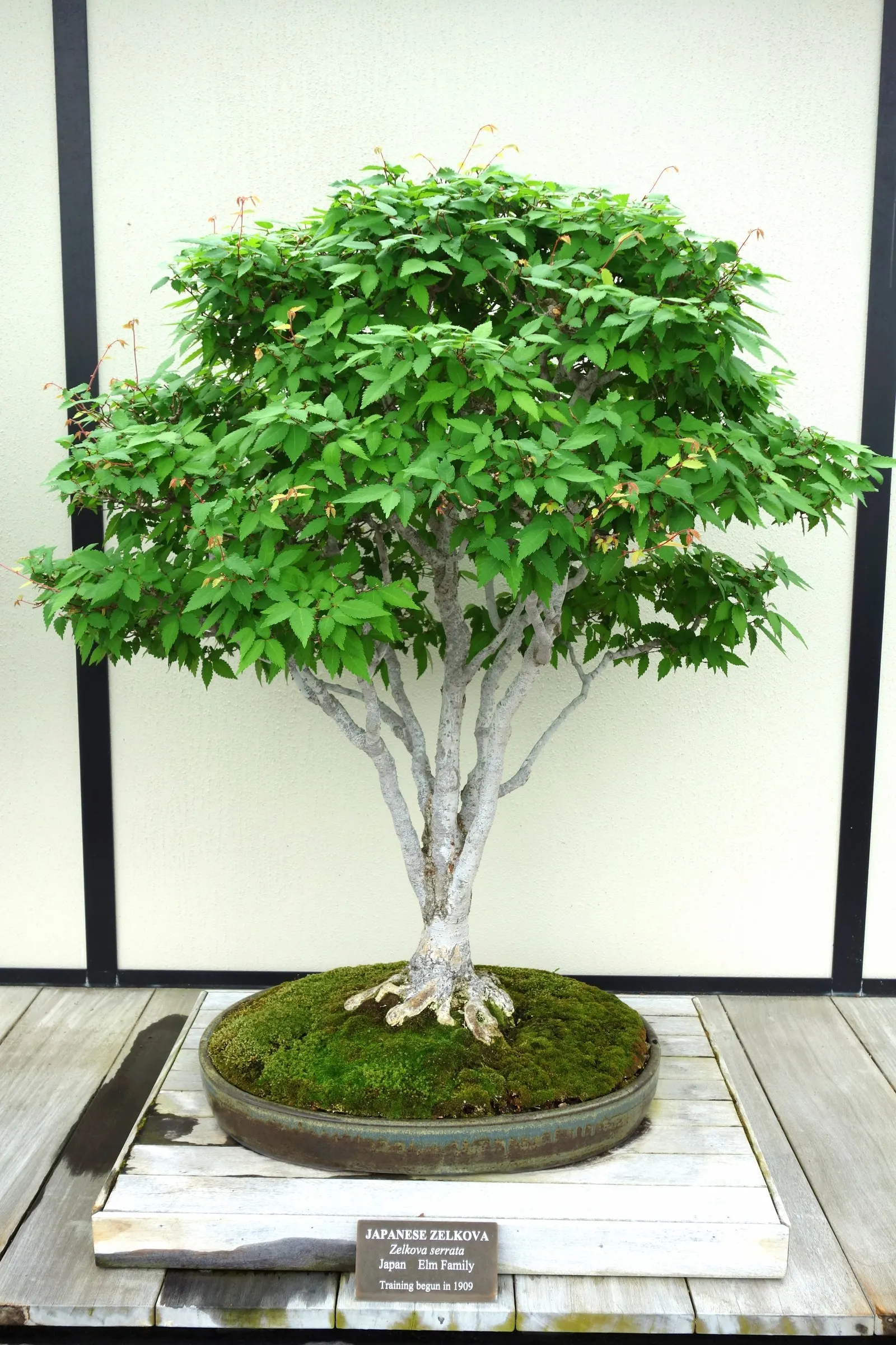 Sawleaf Zelkova (Zelkova Serrata) — reaching heights of 50-80 feet with a spread of 50-75 feet