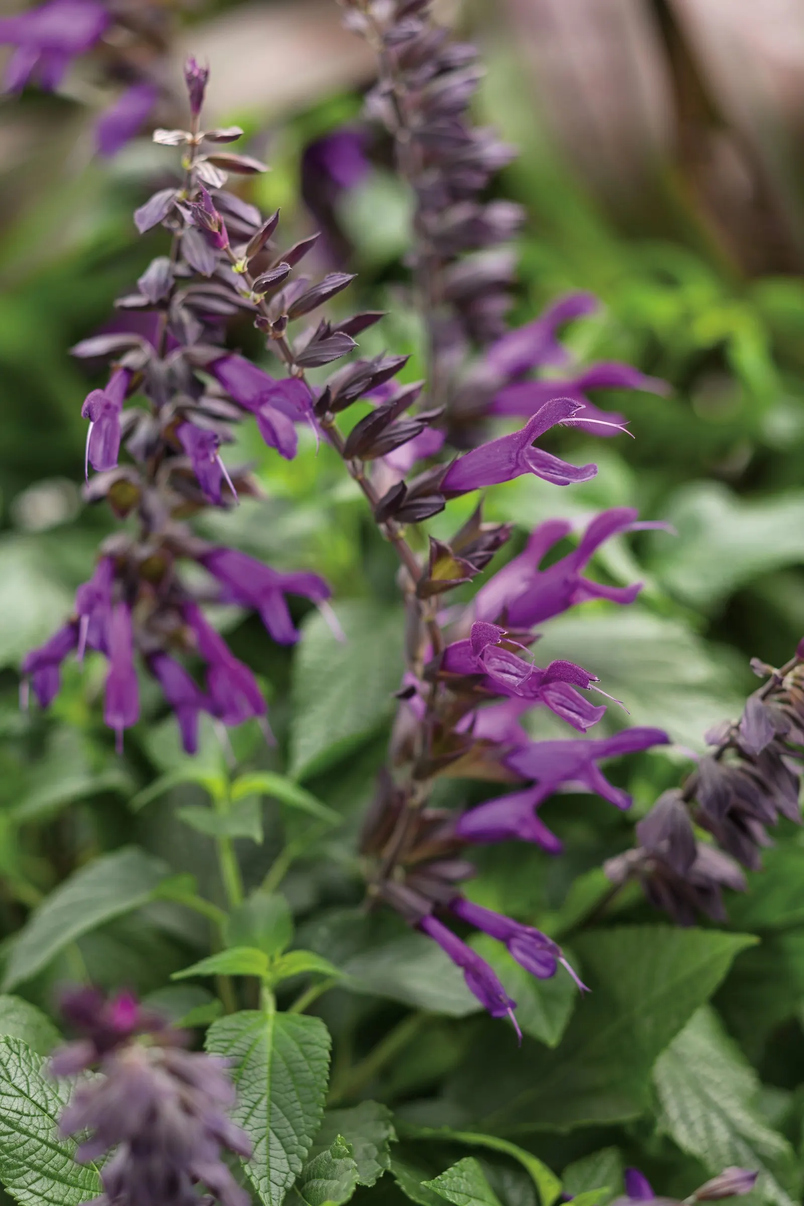 Deep Purple II Salvia — this sterile selection does not set seed, image 88