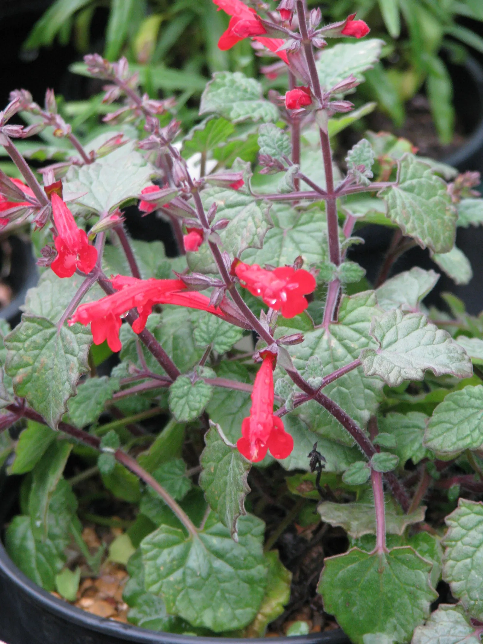 Roemer's Sage (Salvia Roemeriana) — Cedar Sage (Salvia roemeriana) is a vibrant, shade-loving perennial