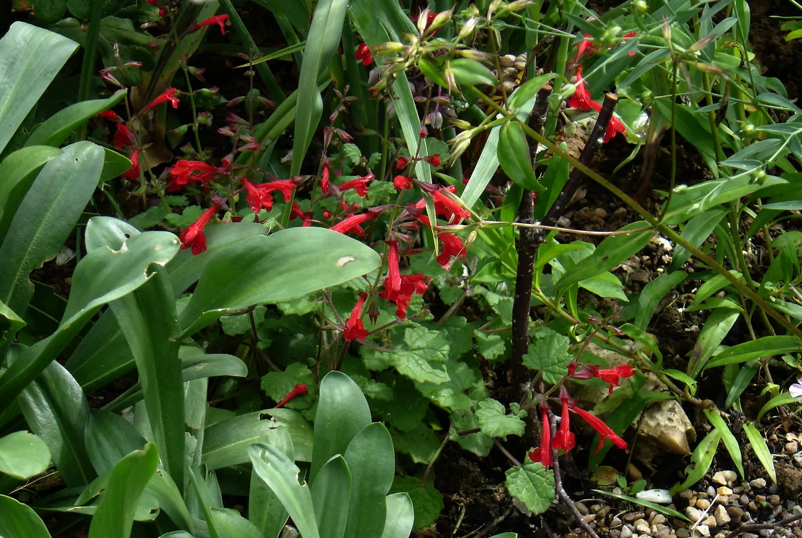 Roemer's Sage (Salvia Roemeriana) — Native to the southwestern United States
