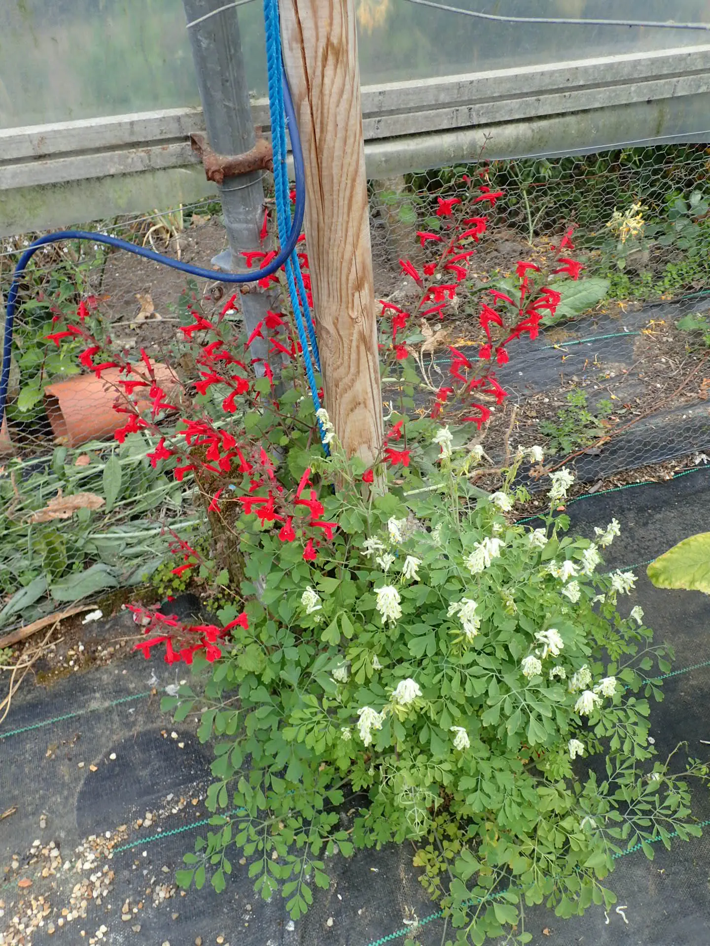 Roemer's Sage (Salvia Roemeriana) — particularly suited to understory plantings or north-facing gardens