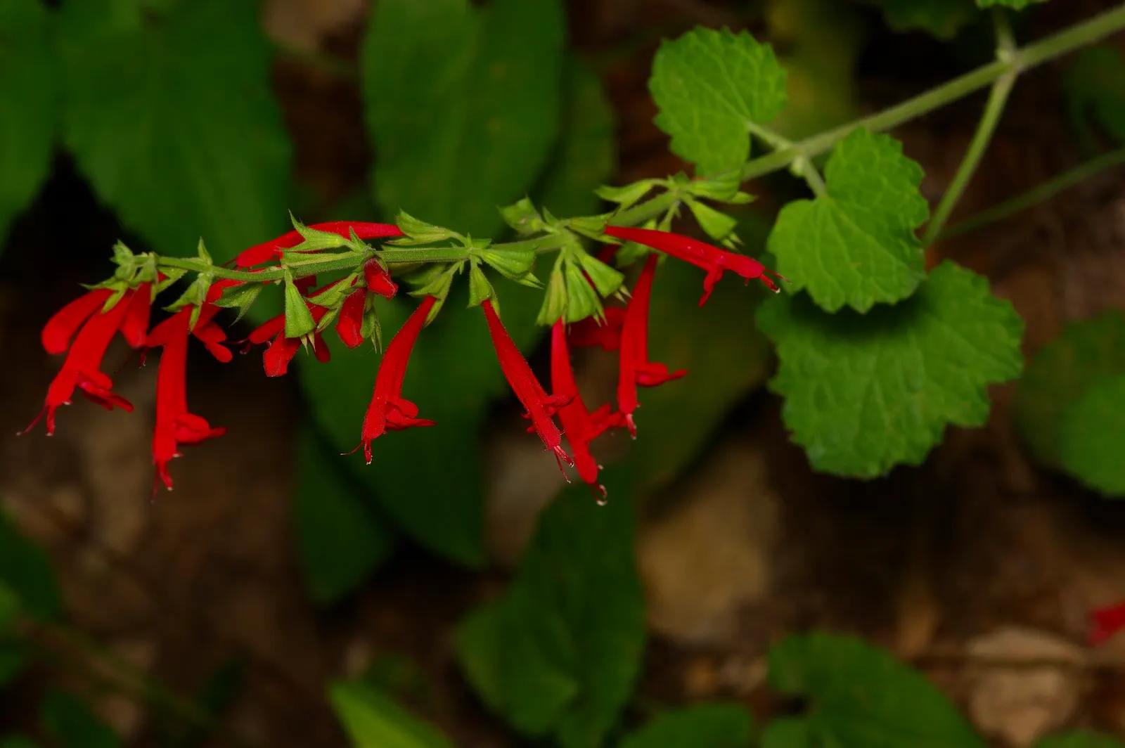 Roemer's Sage (Salvia Roemeriana) — Cedar Sage is low maintenance and adapts well to xeriscaping, adding a splash of color to shaded garden spots