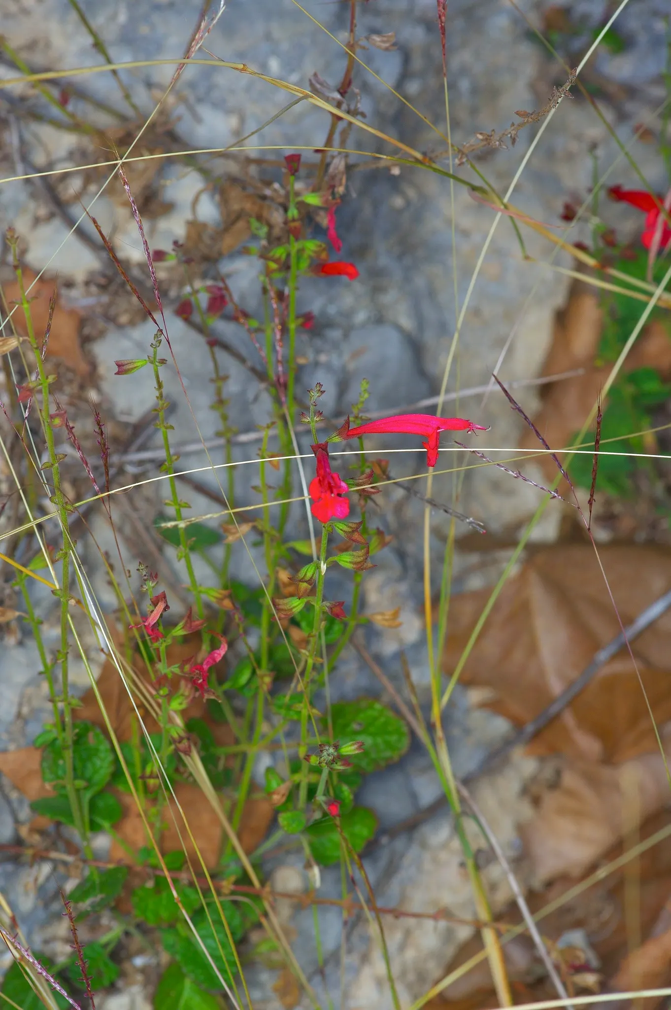 Roemer's Sage (Salvia Roemeriana) — Blooms emerge in spring to mid-summer, attracting hummingbirds