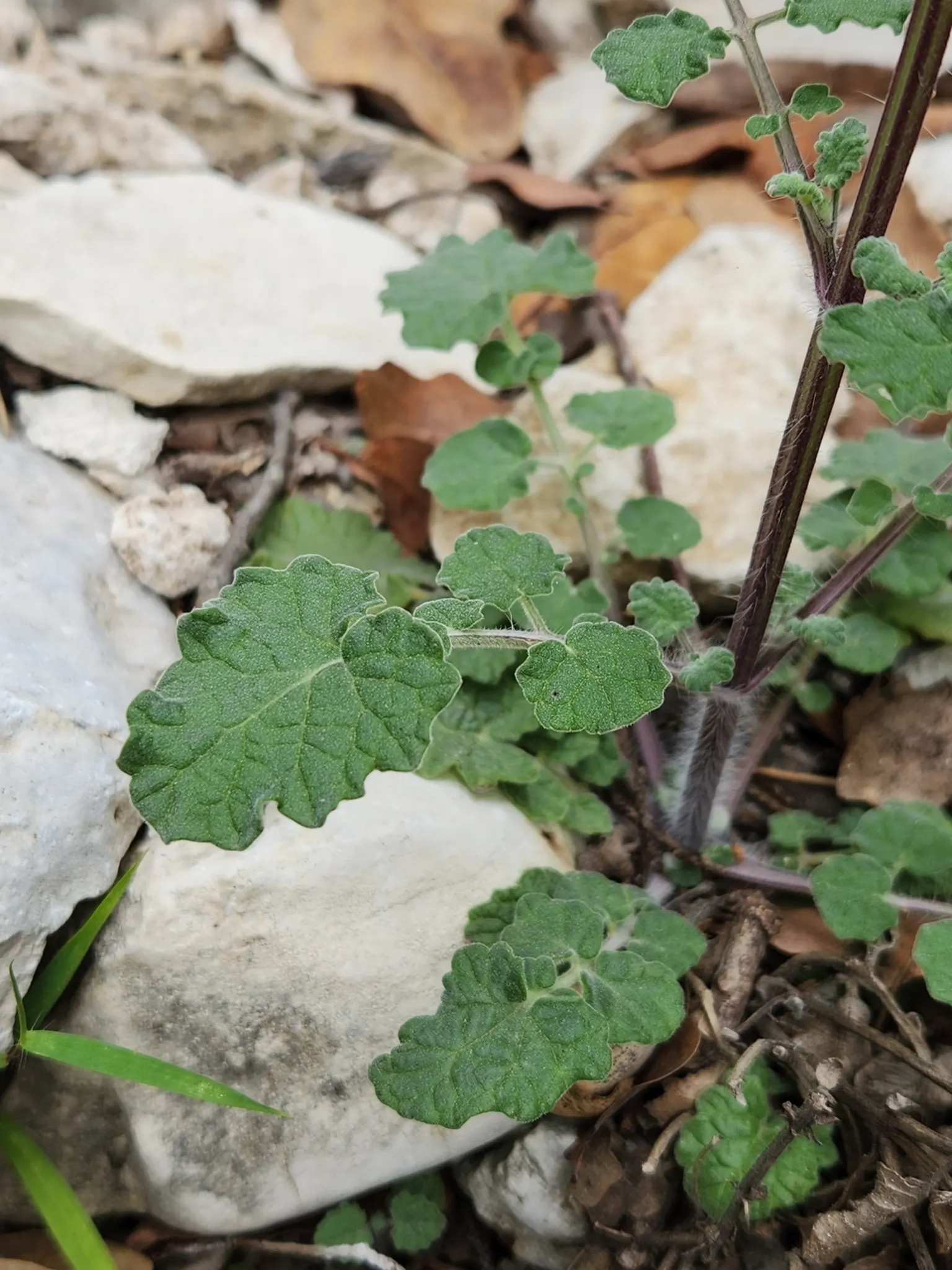 Roemer's Sage (Salvia Roemeriana) — This Texas native thrives in well-drained soils and under the canopy of trees