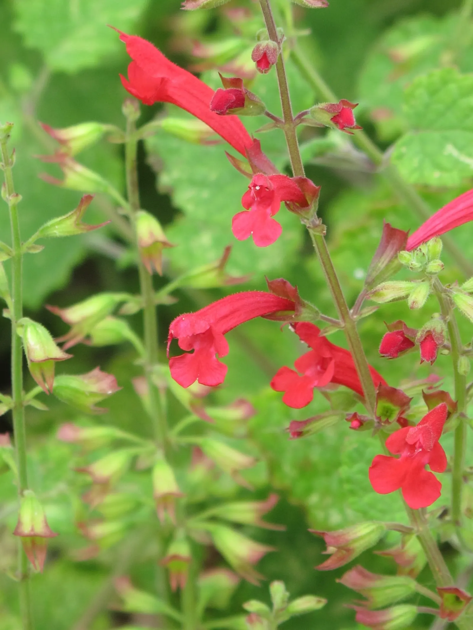 Roemer's Sage (Salvia Roemeriana) — Cedar Sage thrives in USDA Hardiness Zones 7 through 9