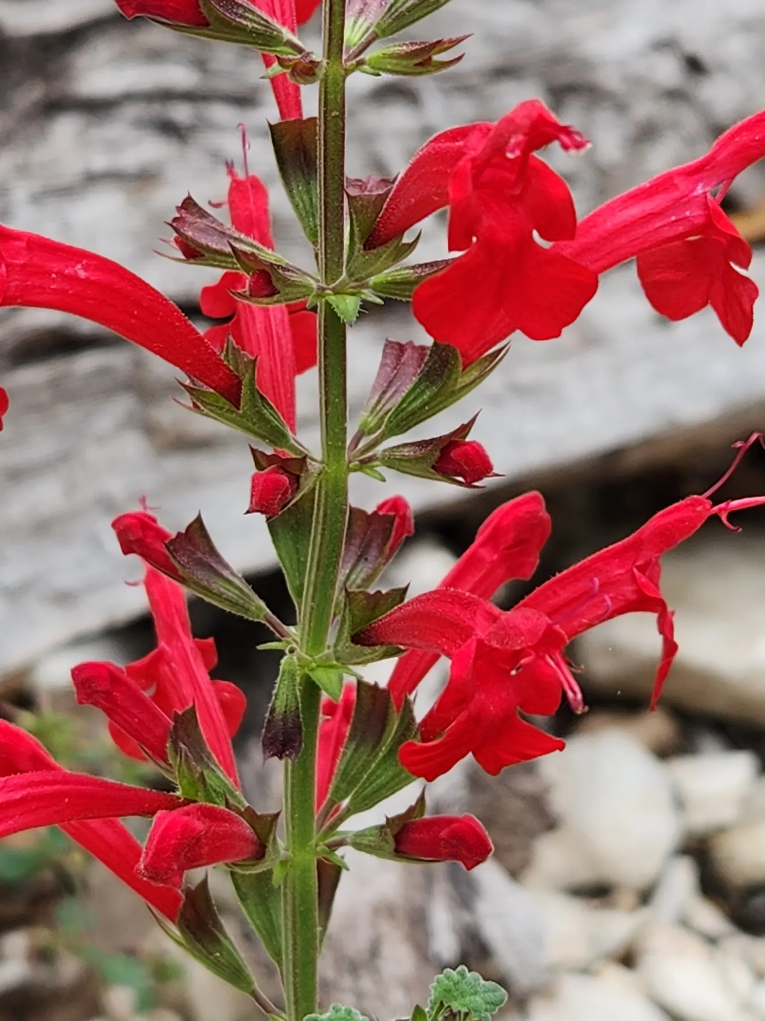 Roemer's Sage (Salvia Roemeriana) — With its striking red blossoms, it reaches 1-2 feet tall and spans equally wide