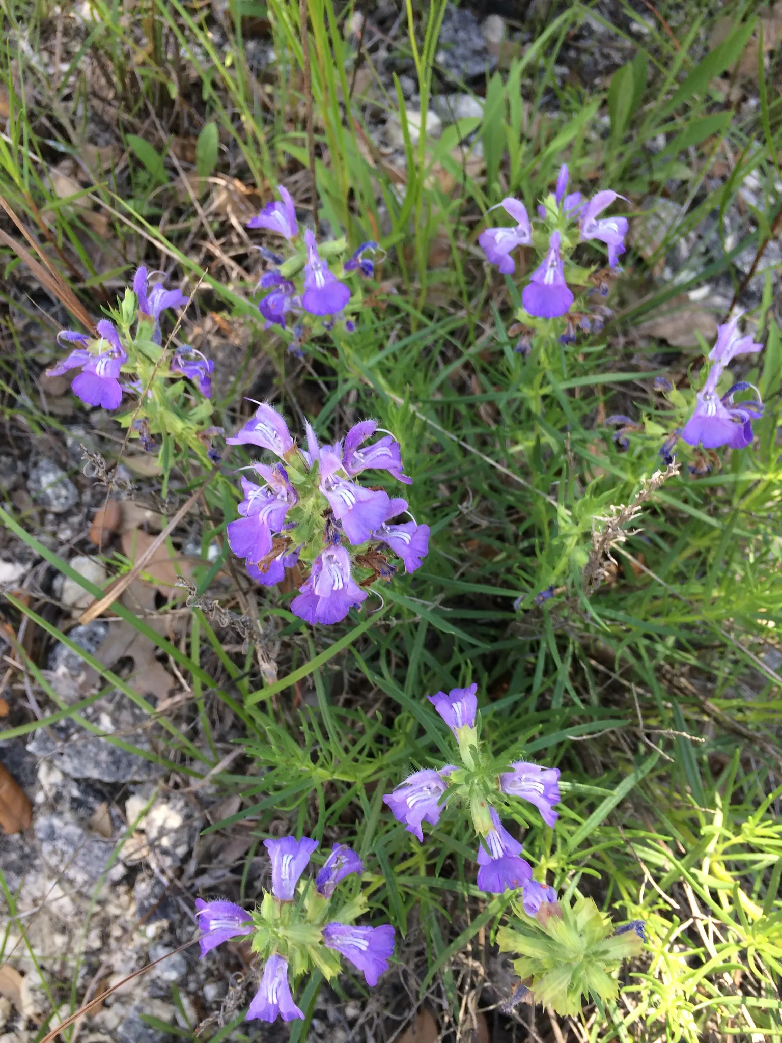 Roemer's Sage (Salvia Roemeriana) — is a vibrant and shade-loving perennial that can add a burst of color to any landscape design