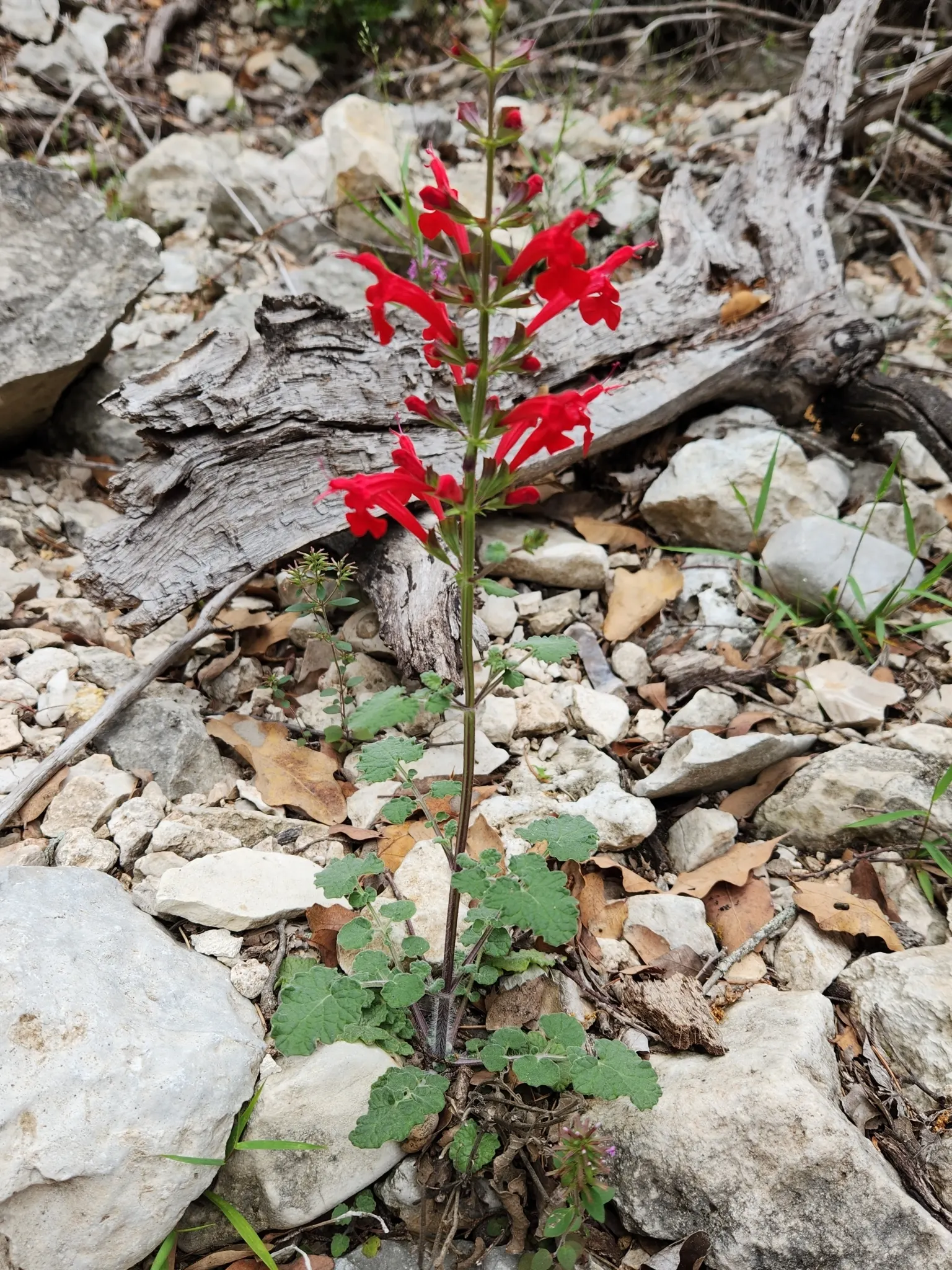 Roemer's Sage (Salvia Roemeriana) — similar to its native limestone cliffs