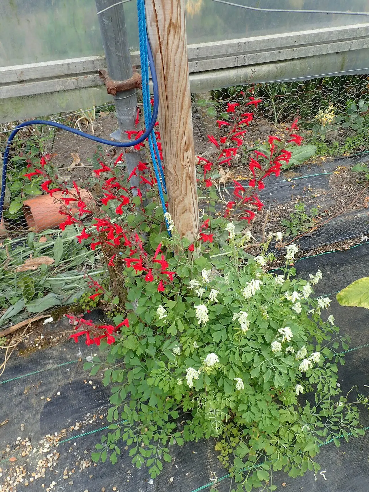 Roemer's Sage (Salvia Roemeriana) — which suggests an affinity for calcareous substrates