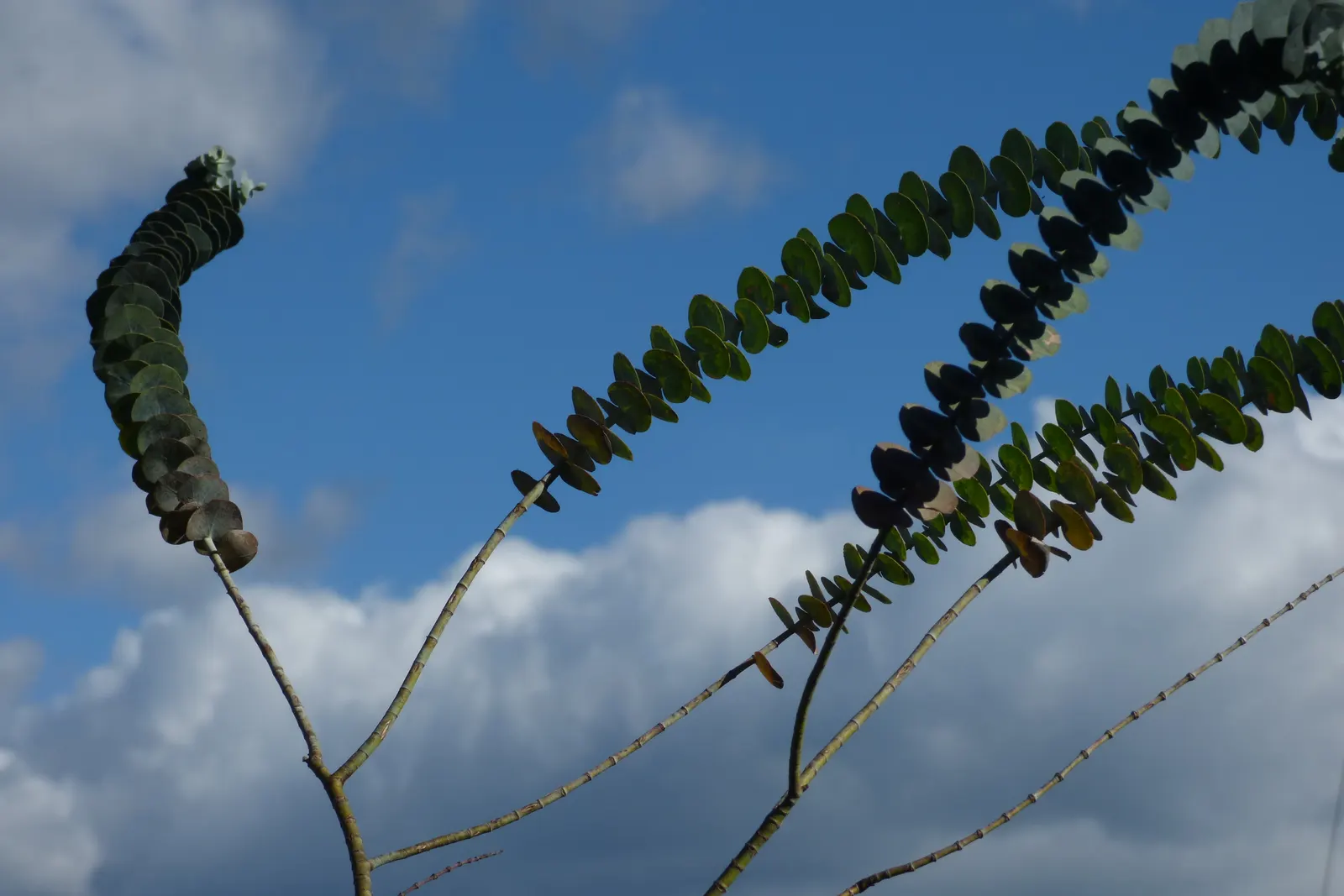 Silver Mountain Gum (Eucalyptus Pulverulenta) — It usually reaches a mature height of 15 to 30 feet with a similar canopy spread