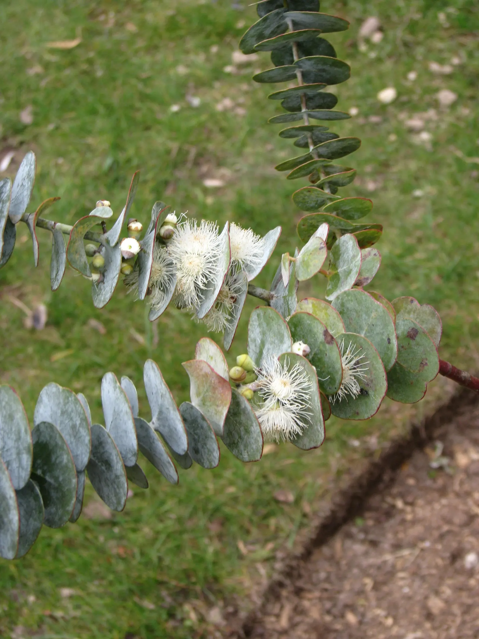 Silver Mountain Gum (Eucalyptus Pulverulenta) — creamy-white flowers that are somewhat inconspicuous but attract a variety of pollinators