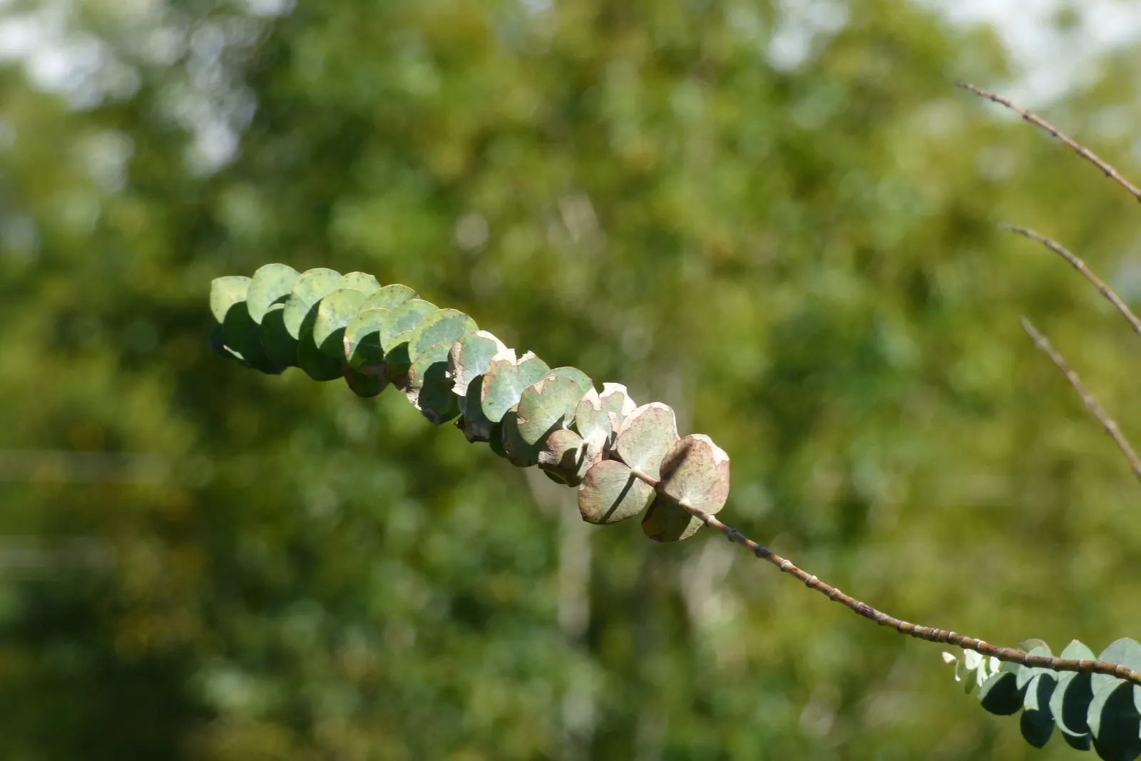 Silver Mountain Gum (Eucalyptus Pulverulenta) — Pruning enhances its attractive, bushy growth habit