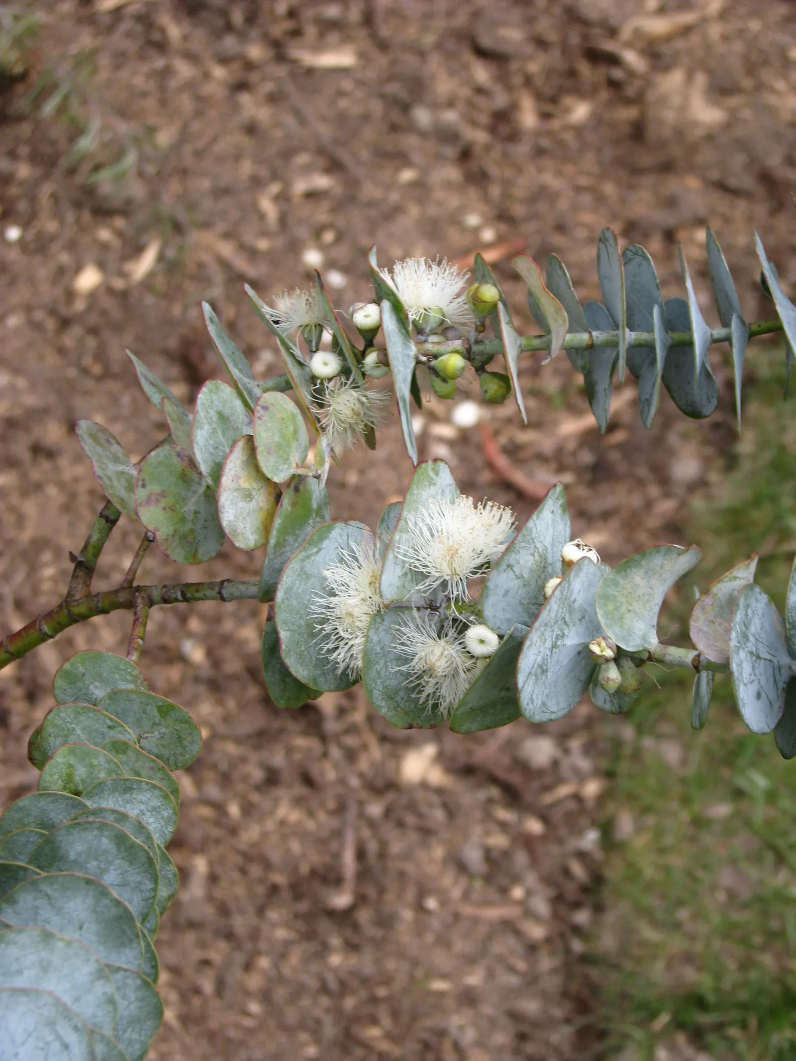 Silver Mountain Gum (Eucalyptus Pulverulenta) — striking evergreen tree reaching up to 20 feet tall and 10 feet wide