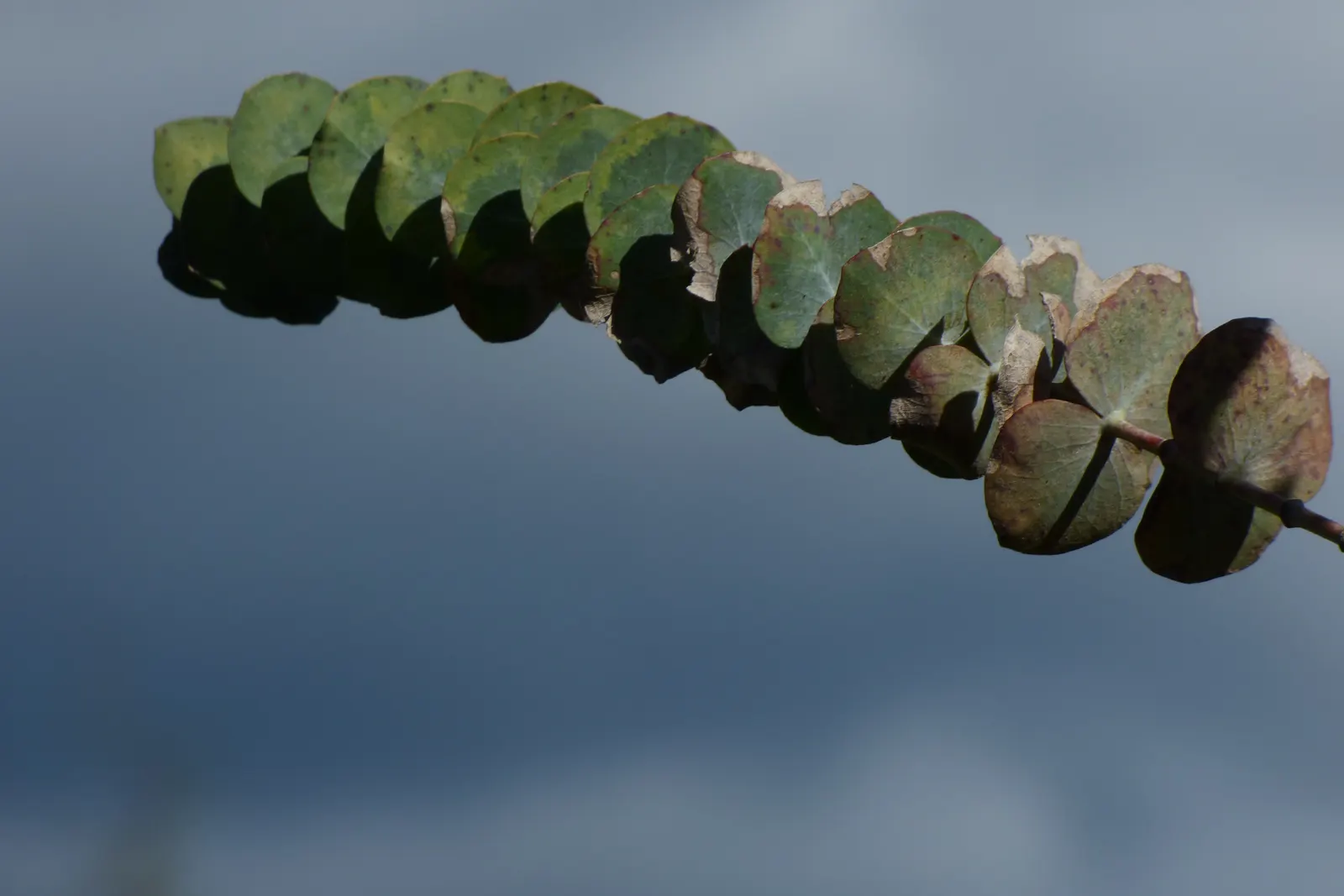 Silver Mountain Gum (Eucalyptus Pulverulenta) — Notable for its silvery, round juvenile leaves, it's often used for foliage in floral arrangements