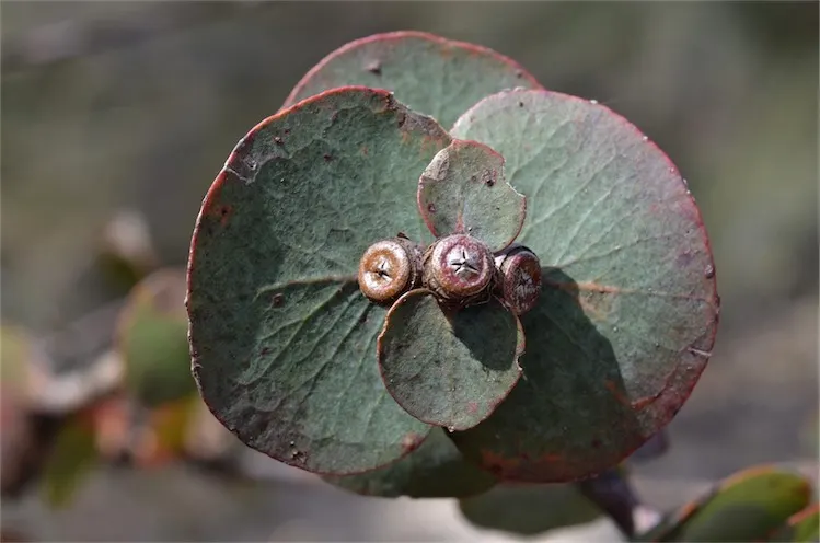 Silver Mountain Gum (Eucalyptus Pulverulenta) — making it doubly valuable as a landscape and horticultural specimen.<br><br>Adaptable to a range of soils