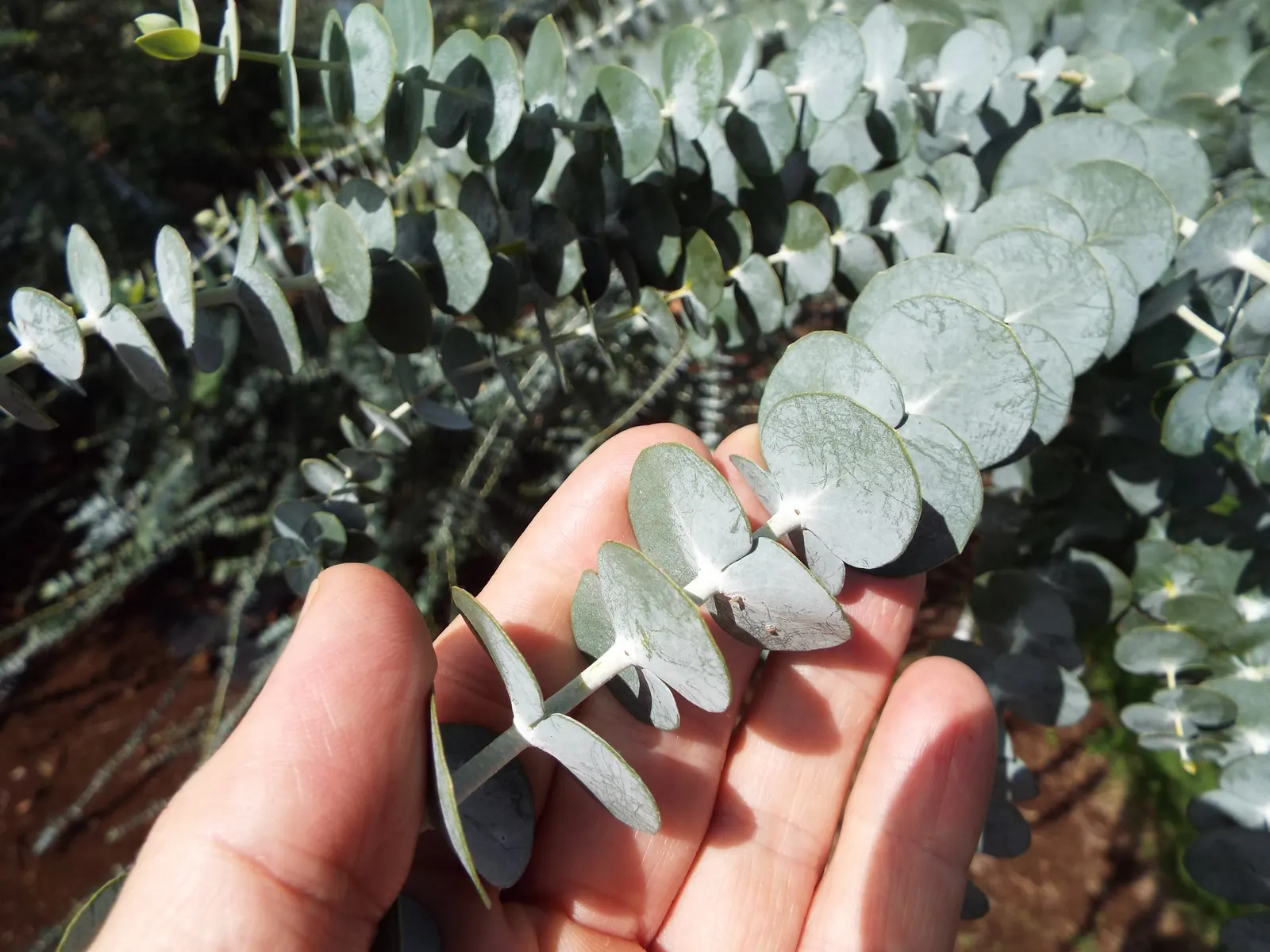 Silver Mountain Gum (Eucalyptus Pulverulenta) — known scientifically as Eucalyptus pulverulenta