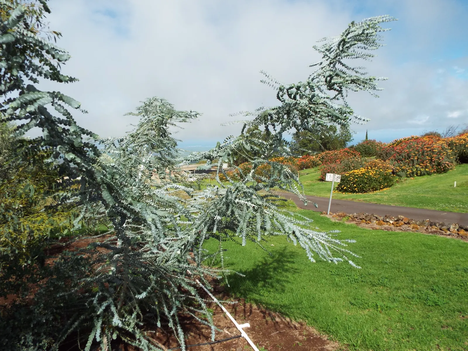Silver Mountain Gum (Eucalyptus Pulverulenta) — The leaves are often arranged in opposing pairs along the stem, creating a visually interesting structure