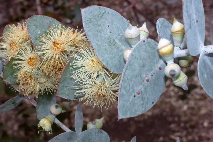 Silver Mountain Gum (Eucalyptus Pulverulenta) — the Silver Mountain Gum prefers well-drained loams and can tolerate both dry conditions and light frosts