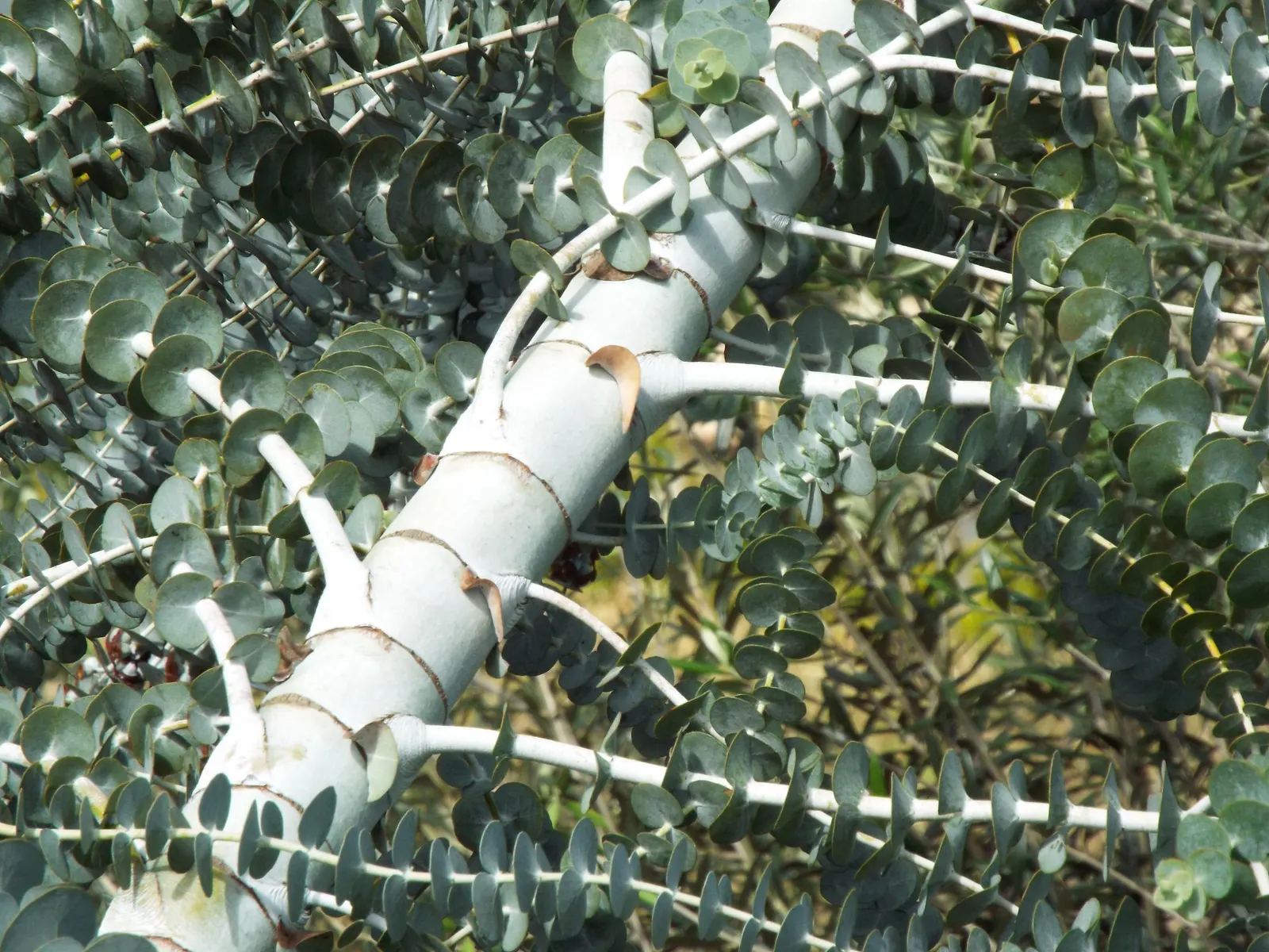 Silver Mountain Gum (Eucalyptus Pulverulenta) — With minimal water needs, it's excellent for low-maintenance and drought-tolerant landscapes