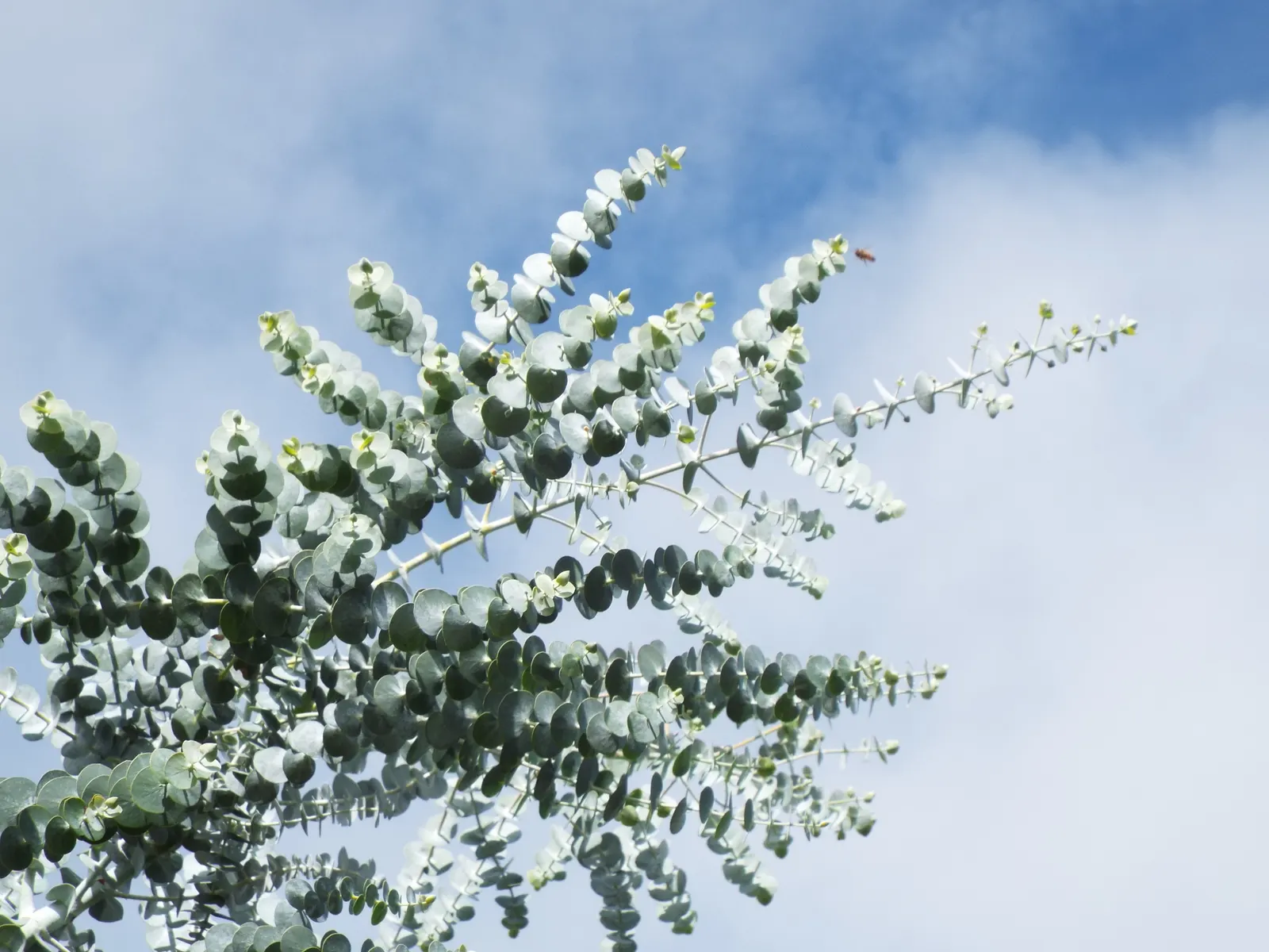 Silver Mountain Gum (Eucalyptus Pulverulenta) — In spring and early summer