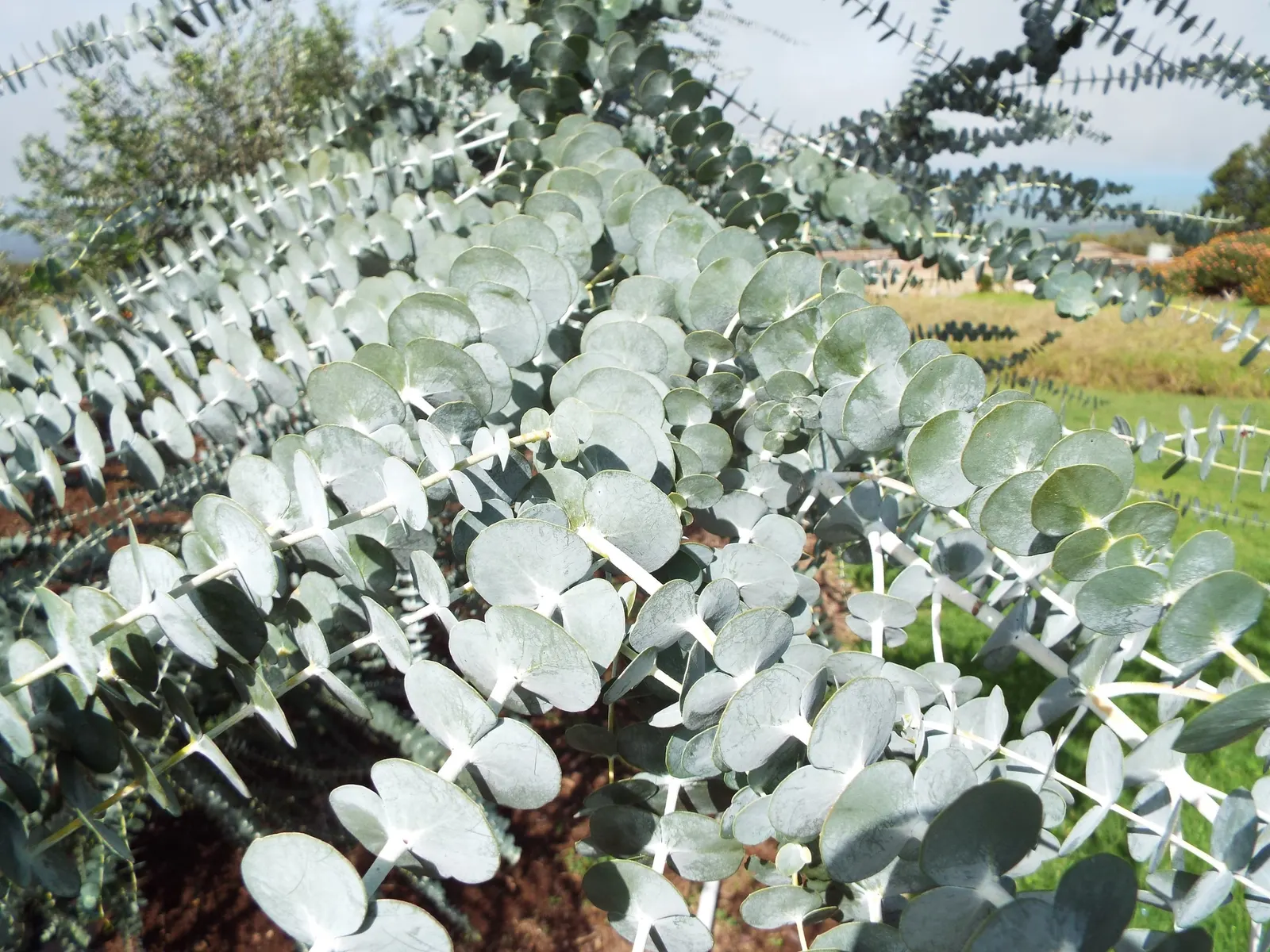 Silver Mountain Gum (Eucalyptus Pulverulenta) — silvery-blue leaves that exude the classic eucalyptus fragrance when crushed