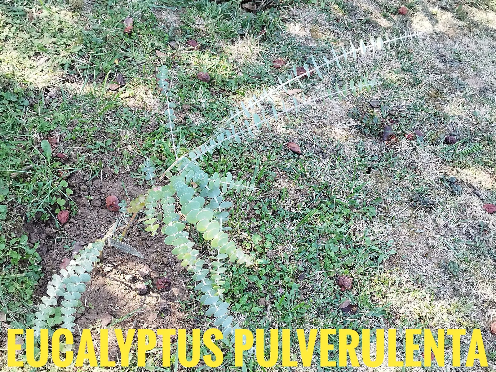 Silver Mountain Gum (Eucalyptus Pulverulenta) — Hardy to USDA Zone 8, it requires full sun and well-draining soil