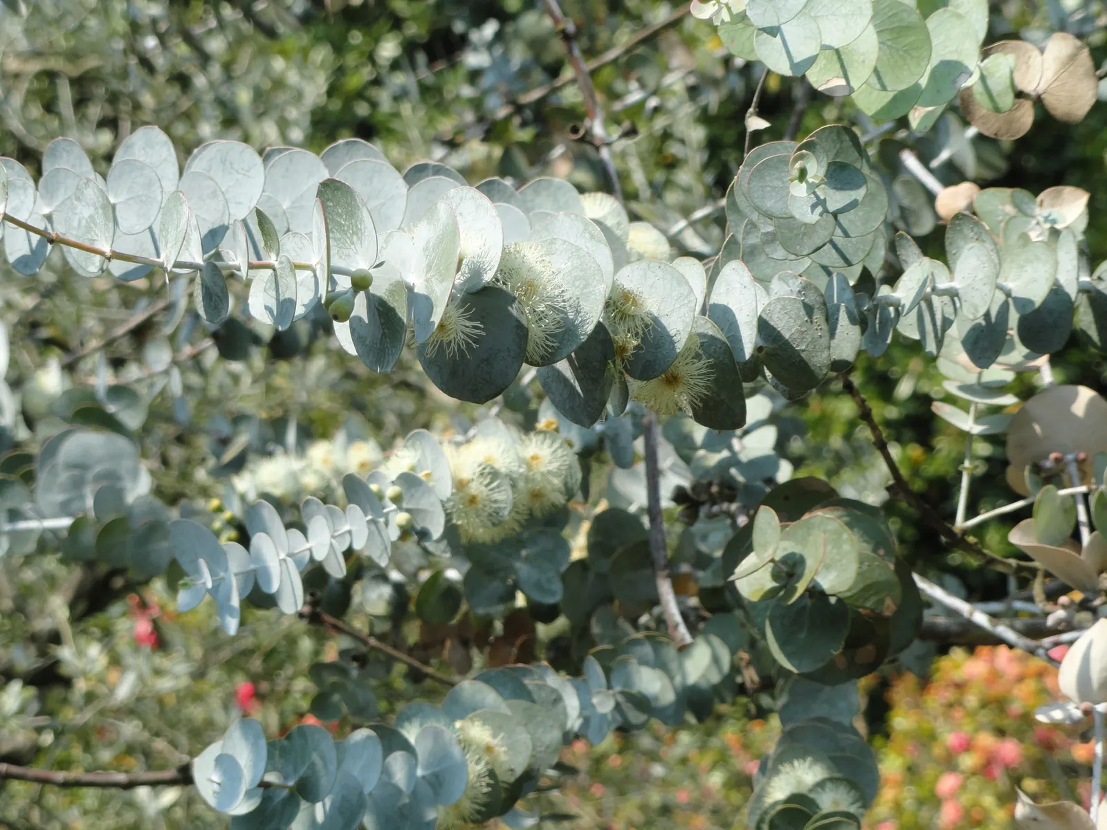 Silver Mountain Gum (Eucalyptus Pulverulenta) — which is highly prized for flower arrangements