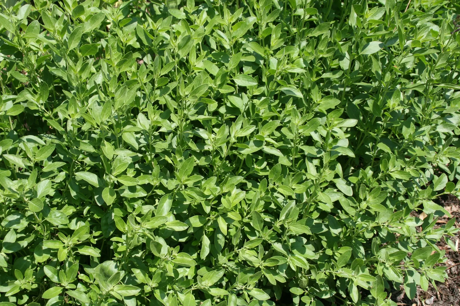 Autumn Sage (Salvia Greggii) — Ideal for borders, rock gardens, and xeriscaping; thus promoting pollination.<br><br>For optimal growth