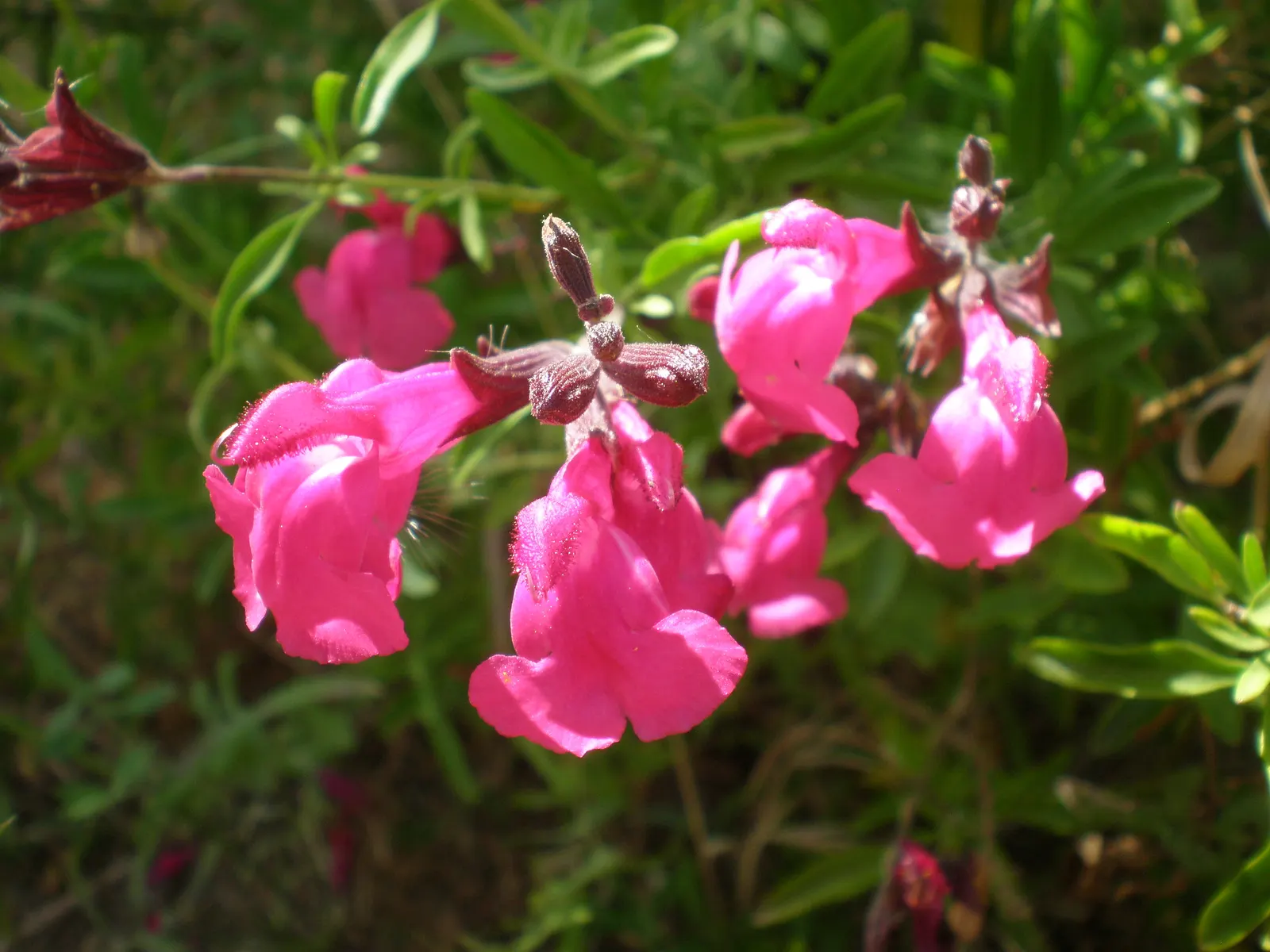 Autumn Sage (Salvia Greggii) — shrub with pink blooms; thus promoting pollination.<br><br>For optimal growth