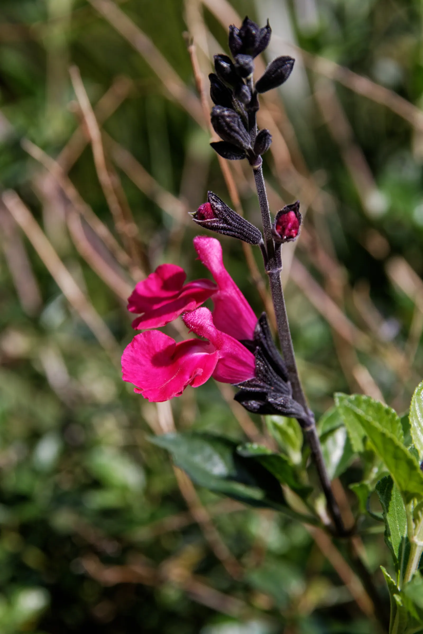 Autumn Sage (Salvia Greggii) — attracting hummingbirds and butterflies while resisting deer