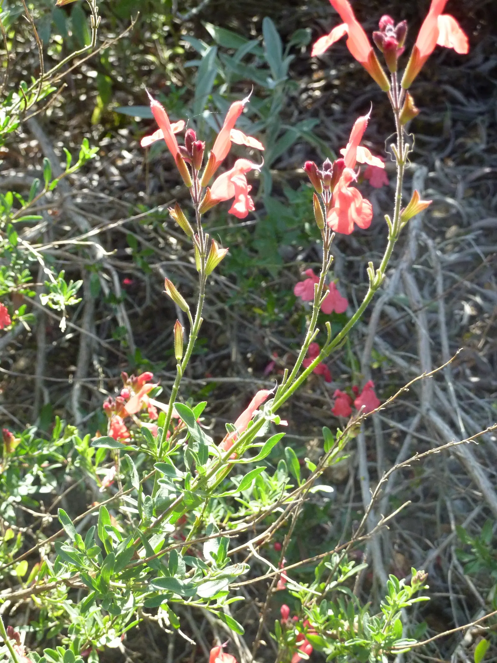 Autumn Sage (Salvia Greggii) — native to Texas and Mexico