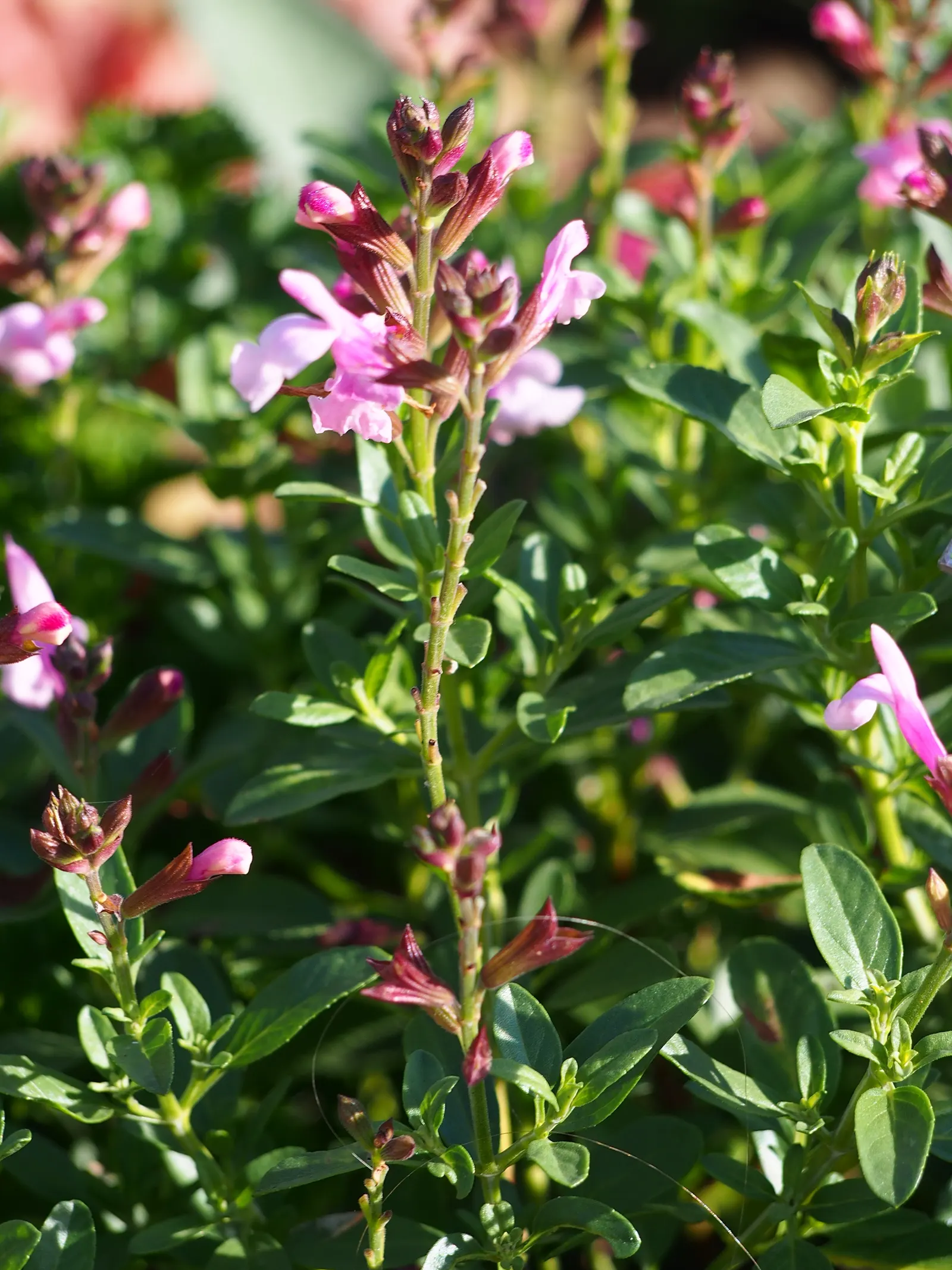 Autumn Sage (Salvia Greggii) — Its leaves are small and aromatic when crushed, offering an additional sensory benefit; yet highly rewarding plant for any