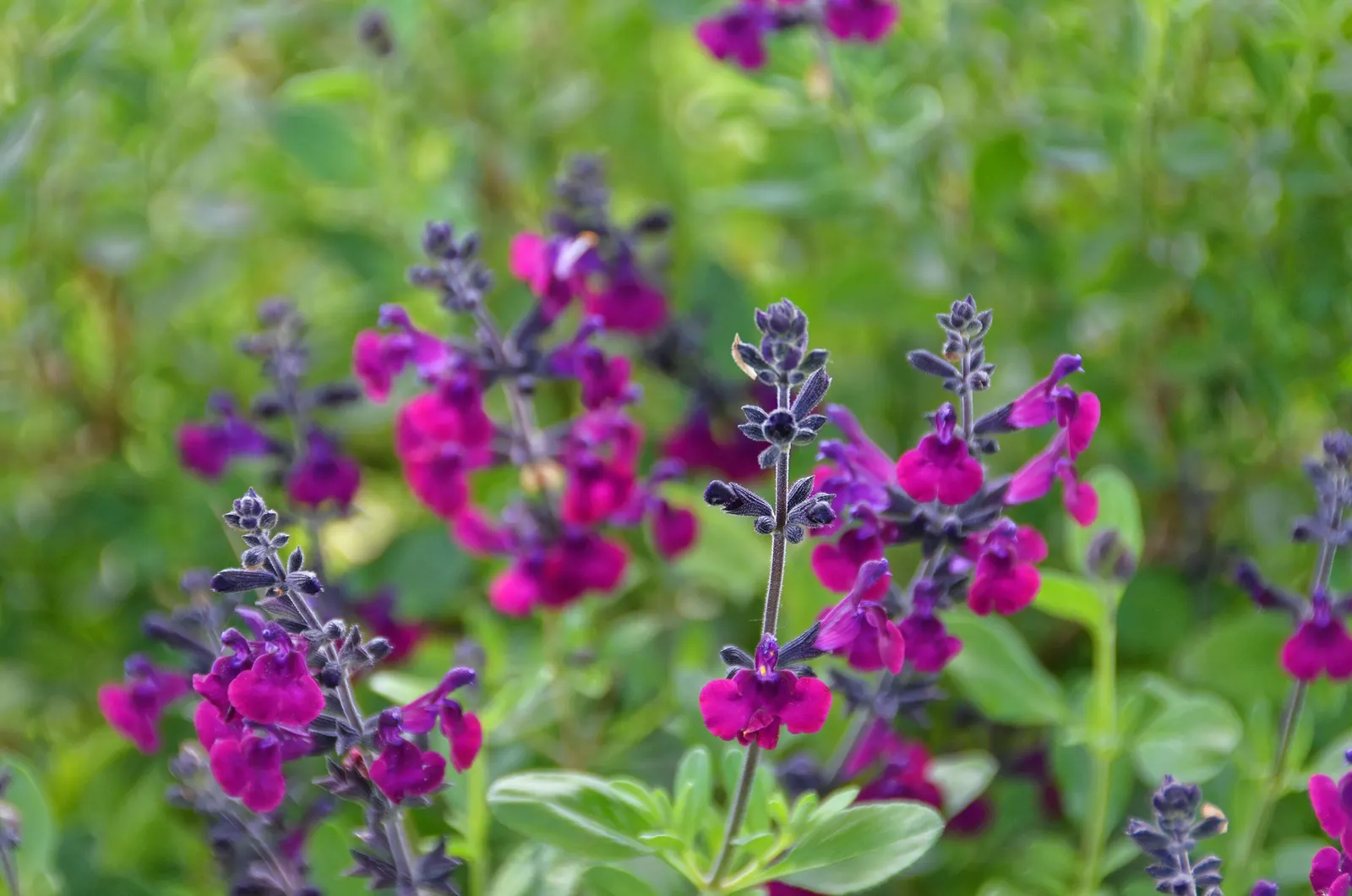 Autumn Sage (Salvia Greggii) — further enhancing its appeal as a low-maintenance