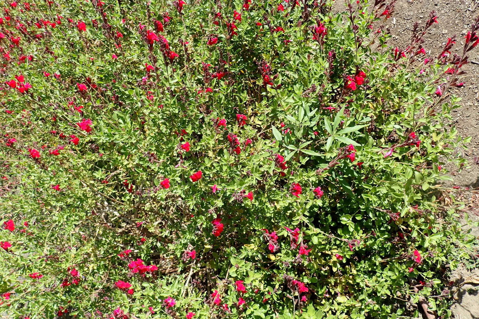 Autumn Sage (Salvia Greggii) — Autumn Sage usually grows to a modest size of about 2 to 3 feet in both height and spread