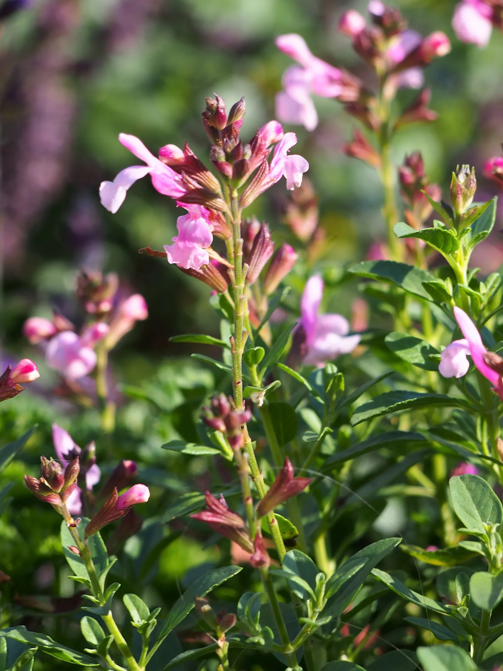Autumn Sage (Salvia Greggii) — with colors ranging from deep reds and pinks to purples; yet highly rewarding plant for any garden enthusiast