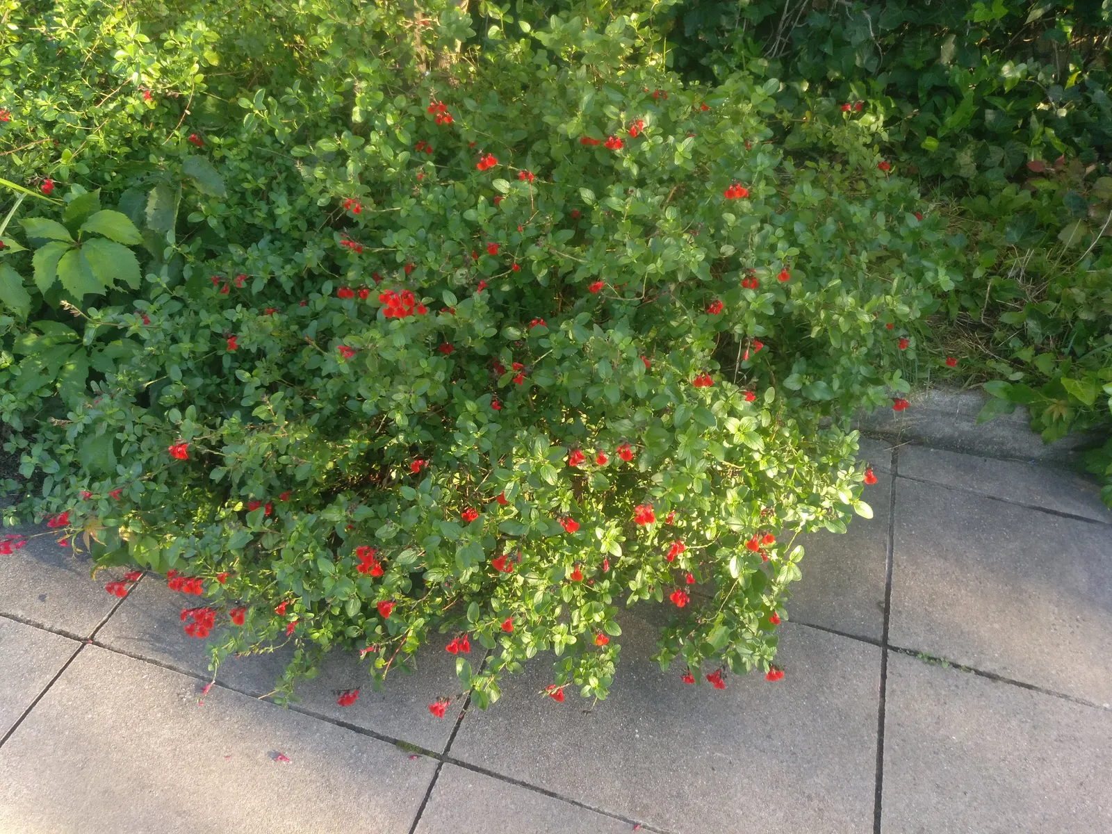 Autumn Sage (Salvia Greggii) — attracting hummingbirds and butterflies while resisting deer; autumn Sage usually grows to a modest size of about 2 to 3 feet in