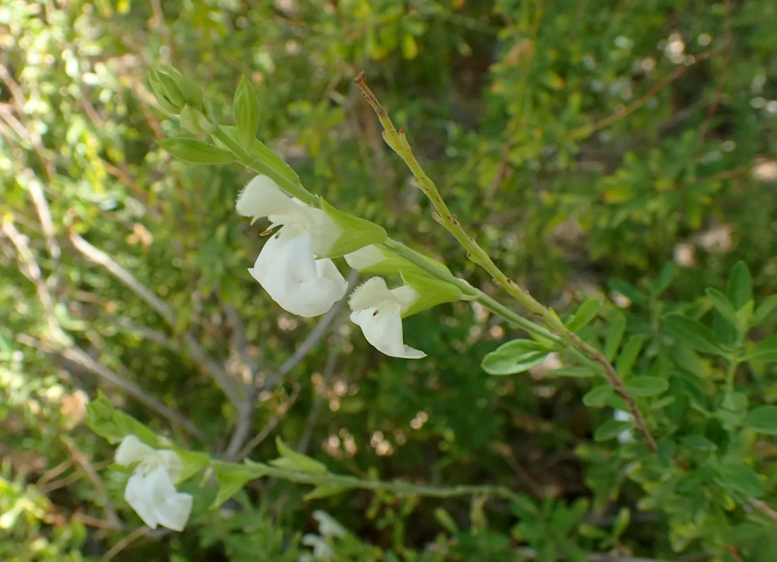 Autumn Sage (Salvia Greggii) — which extends from early spring to the first frost; autumn Sage usually grows to a modest size of about 2 to 3 feet in both