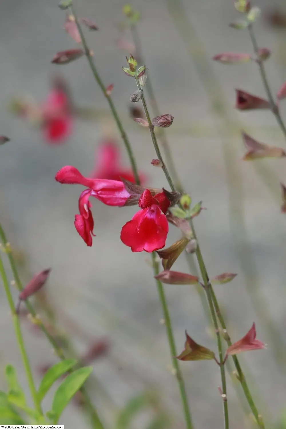 Autumn Sage (Salvia Greggii) — scientifically known as Salvia greggii