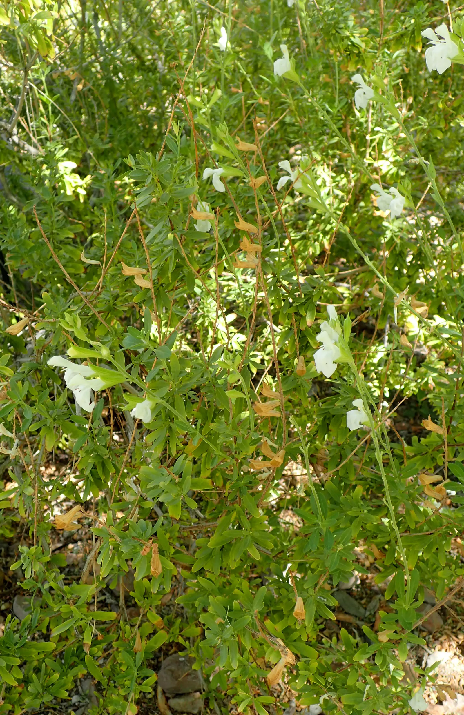 Autumn Sage (Salvia Greggii) — adapts well to USDA hardiness zones 6 through 9 and is highly drought-tolerant once established; autumn Sage usually grows to a