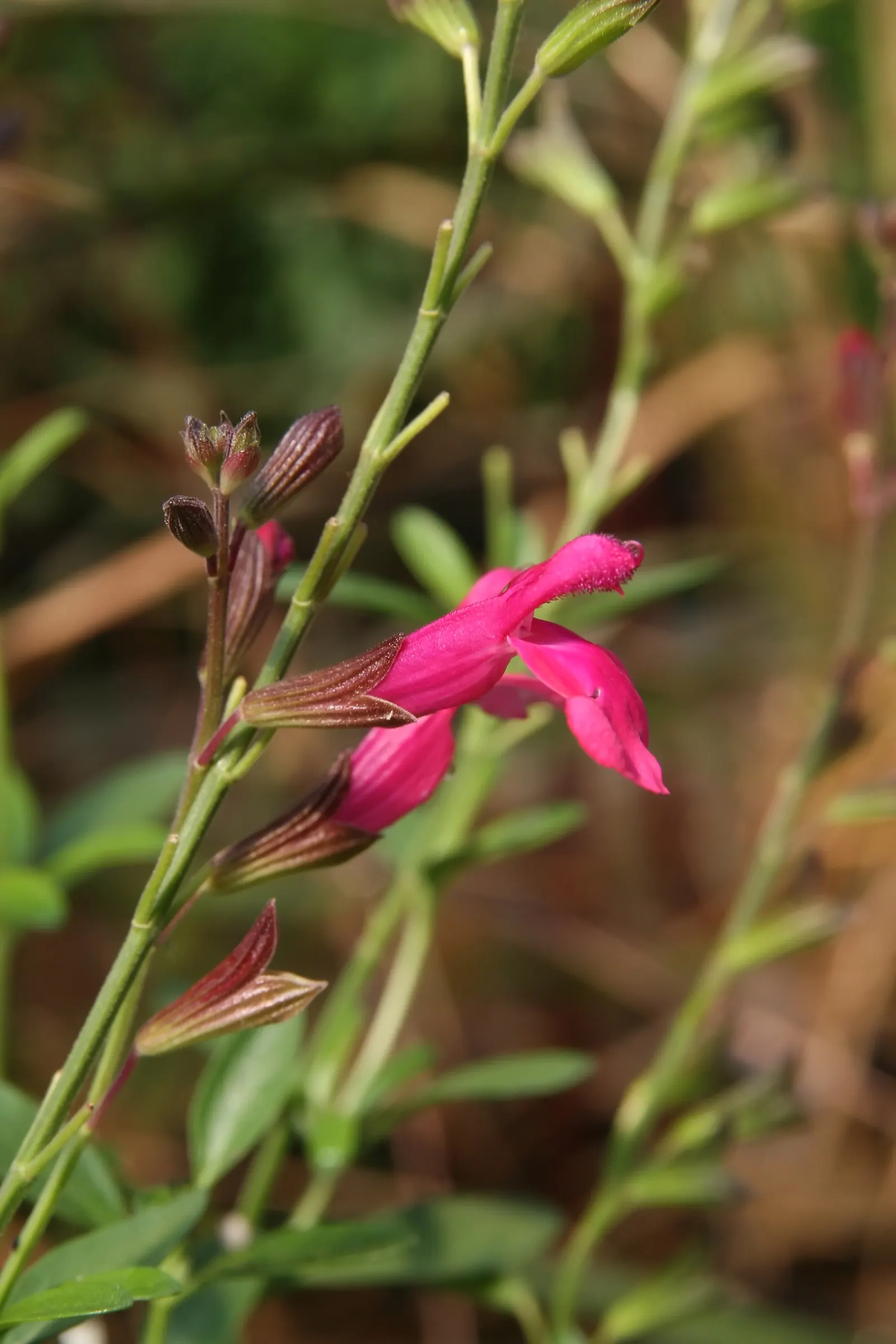Autumn Sage (Salvia Greggii) — pink flowers in the garden; autumn Sage usually grows to a modest size of about 2 to 3 feet in both height and spread