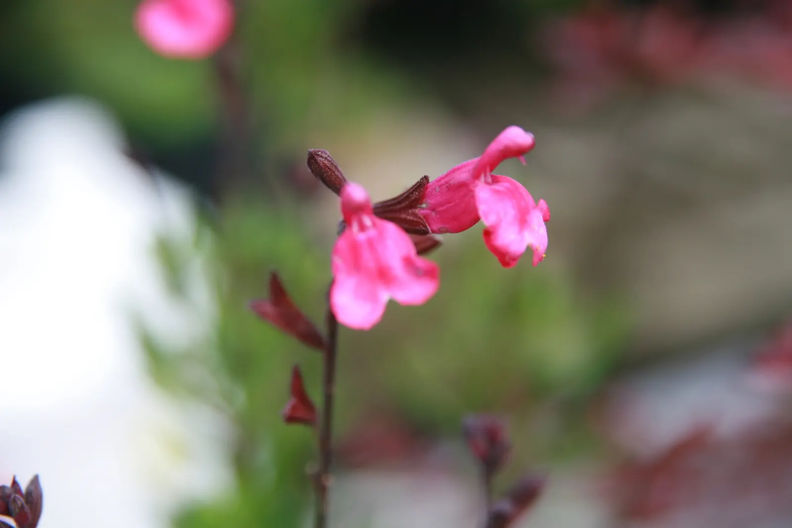 Autumn Sage (Salvia Greggii) — Autumn Sage prefers full sun exposure but can tolerate some light shade; thus promoting pollination.<br><br>For optimal growth