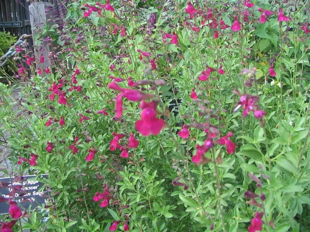 Autumn Sage (Salvia Greggii) — Occasional pruning - notably after the first bloom - encourages a bushier growth and more prolific flowering; or white hues from