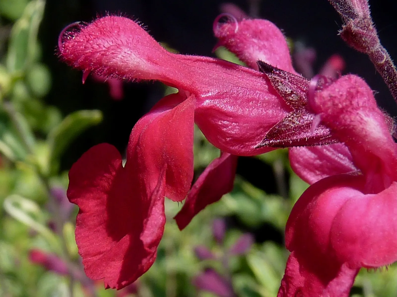 Autumn Sage (Salvia Greggii) — It flourishes to a height of 2-3 ft with a similar spread; autumn Sage usually grows to a modest size of about 2 to 3 feet in