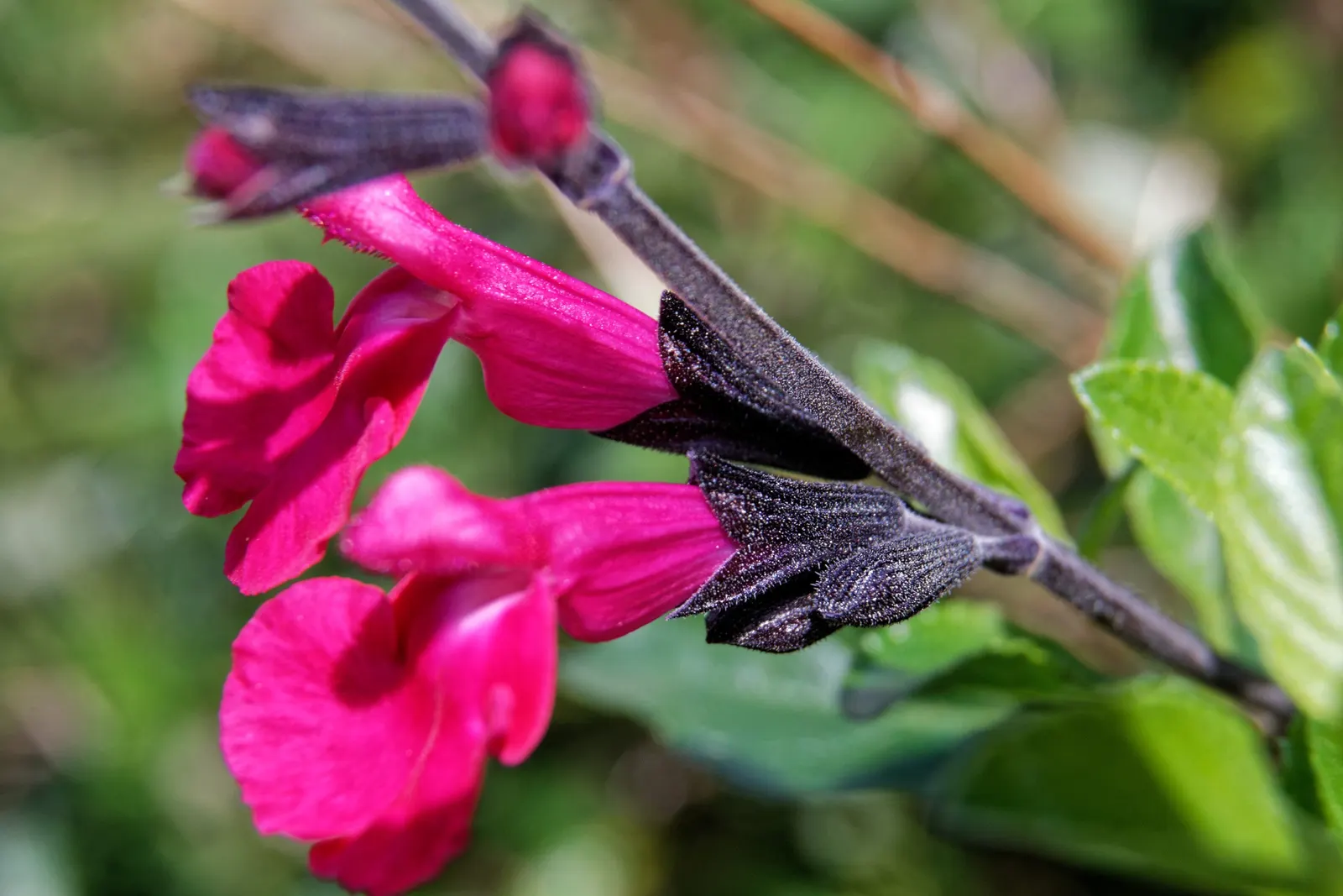 Autumn Sage (Salvia Greggii) — adapts well to USDA hardiness zones 6 through 9 and is highly drought-tolerant once established