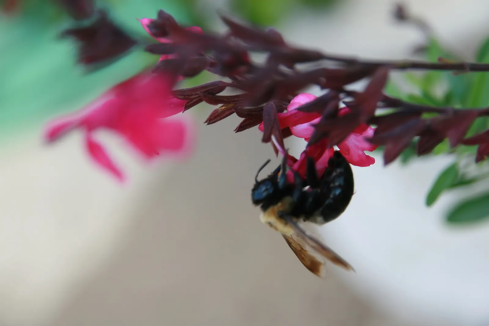 Autumn Sage (Salvia Greggii) — Throughout the growing season