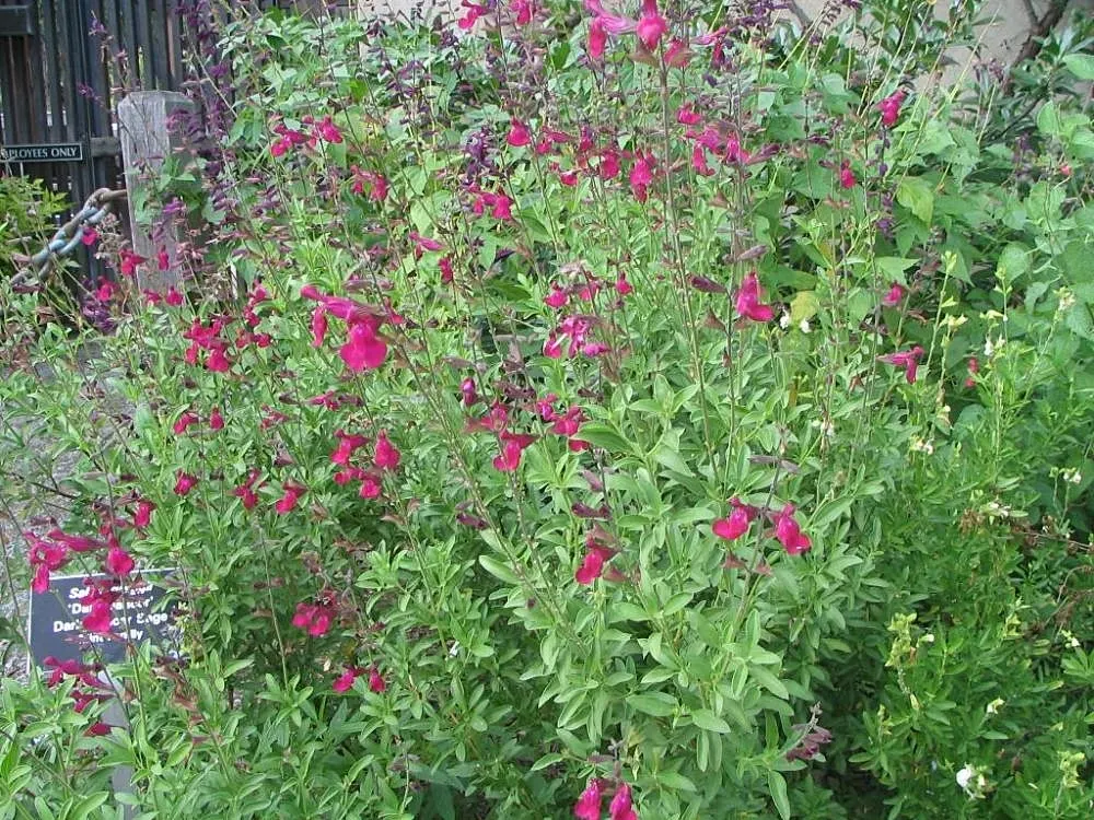 Autumn Sage (Salvia Greggii) — yet highly rewarding plant for any garden enthusiast; or white hues from spring to frost