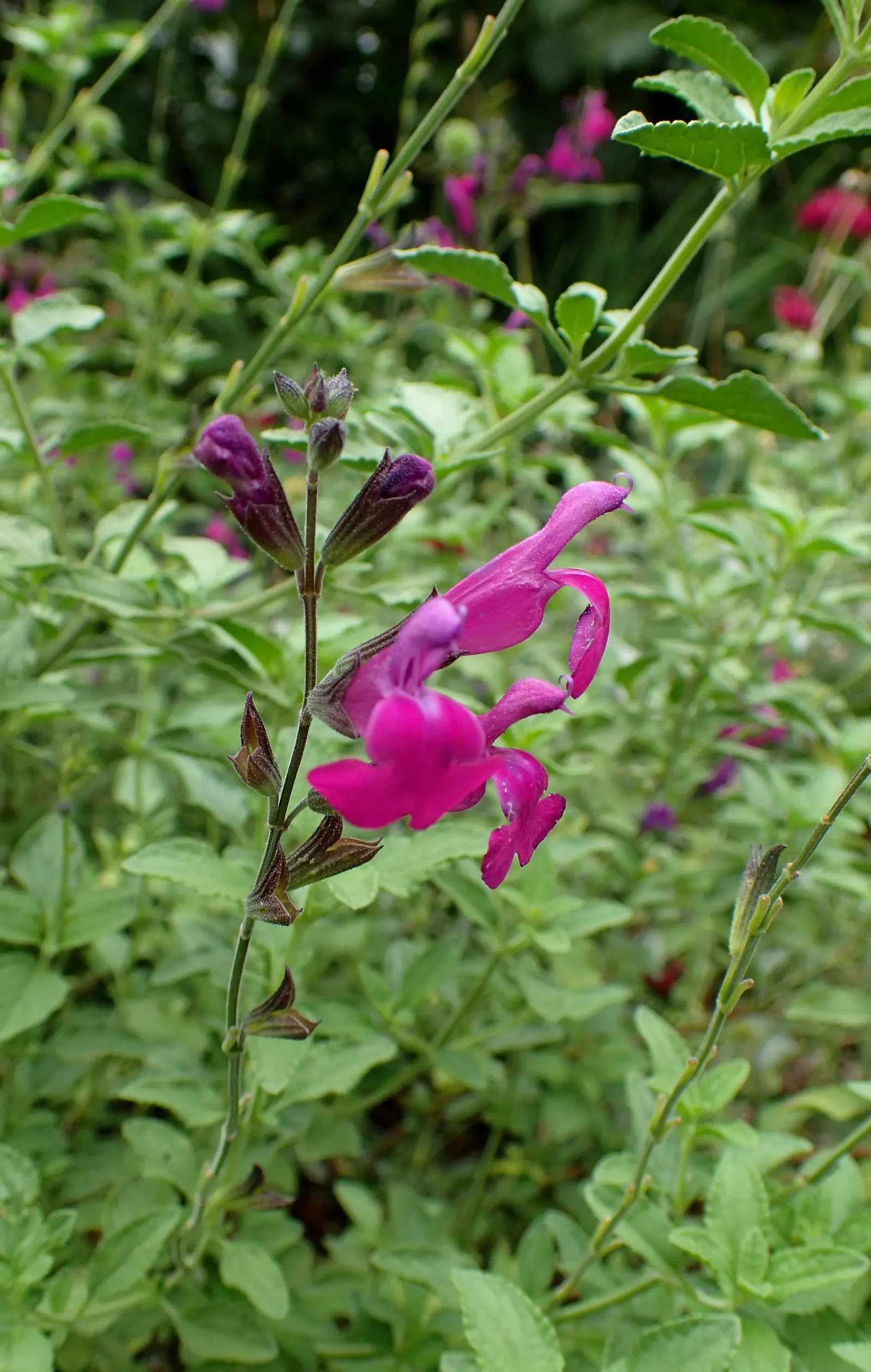 Autumn Sage (Salvia Greggii) — It should be planted in well-draining soil; yet highly rewarding plant for any garden enthusiast