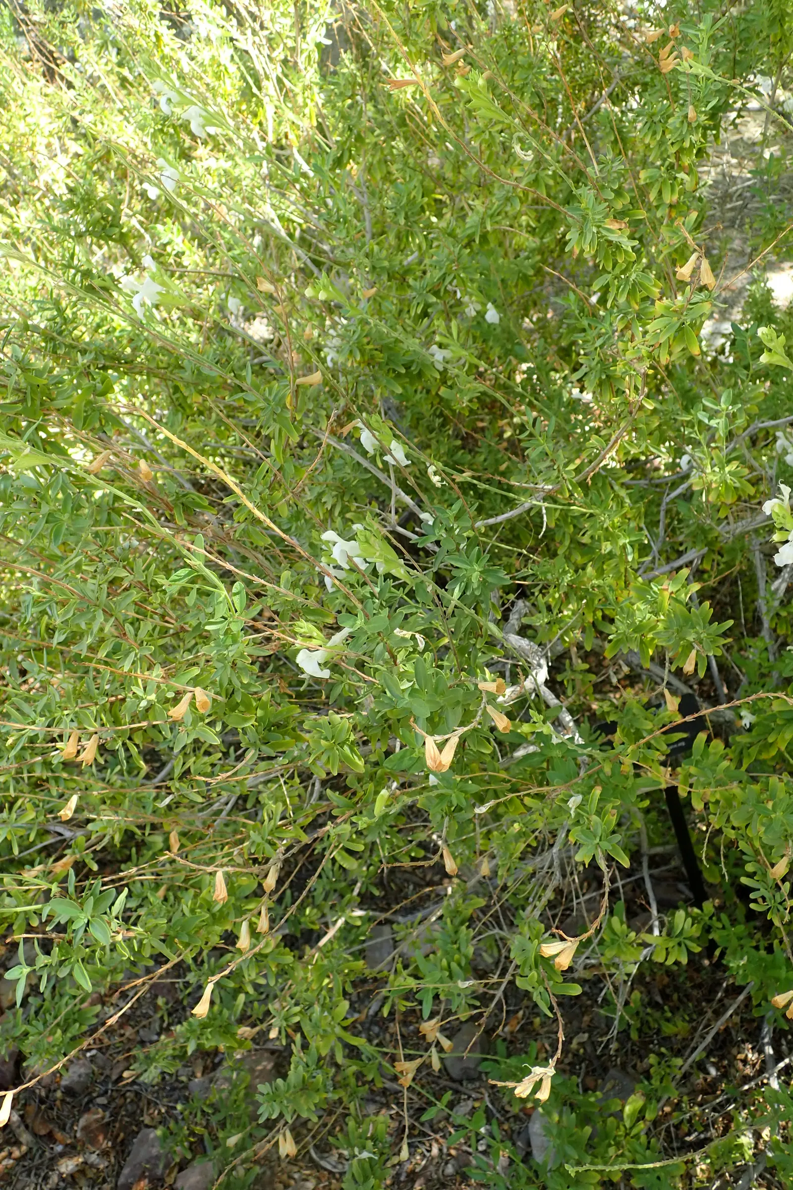 Autumn Sage (Salvia Greggii) — shrub for full or half
